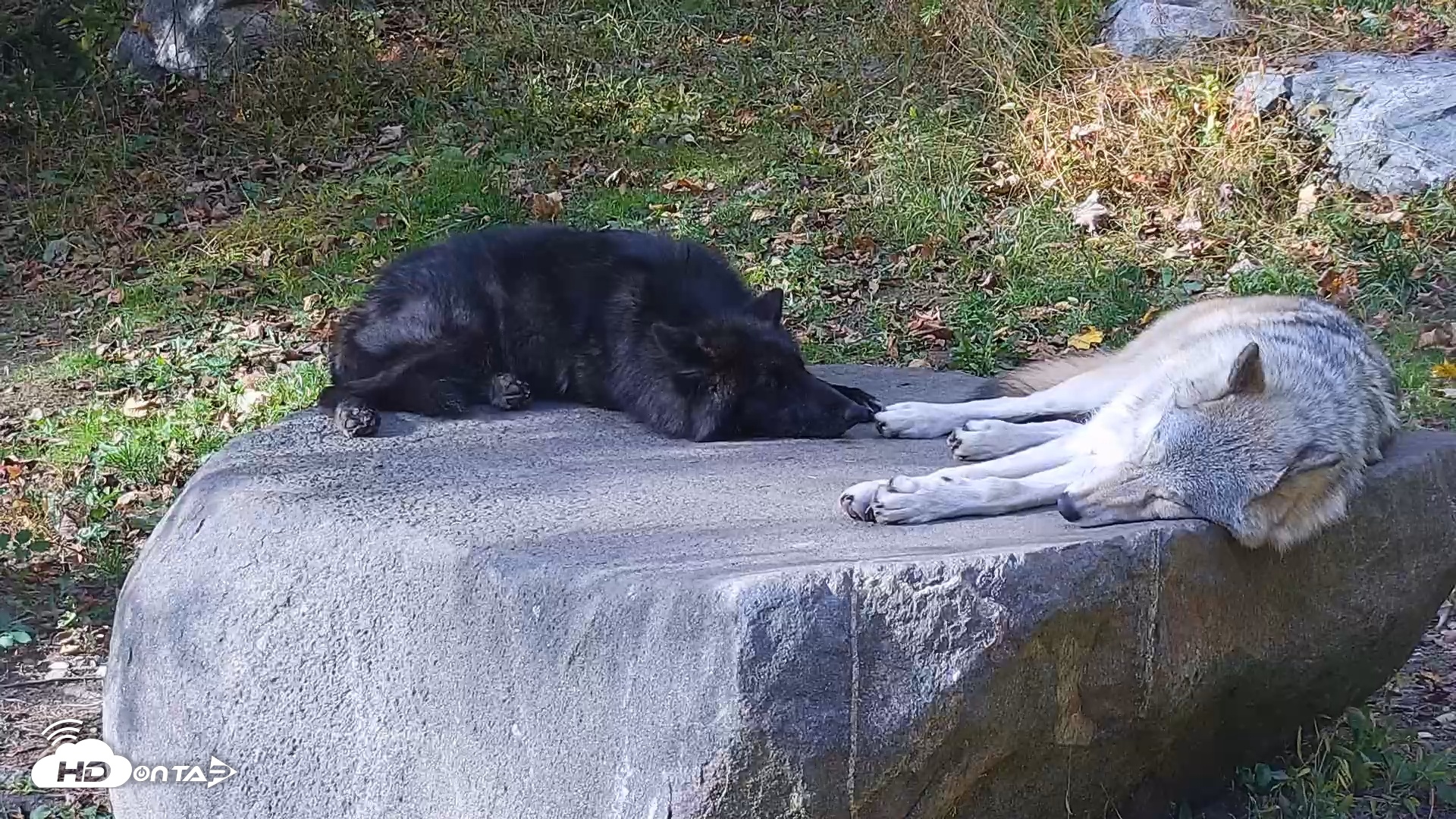 Snapshot of Ambassador Wolves Live Webcam at the Wolf Conservation Center taken Oct 22, 2025, 3:06pm EDT