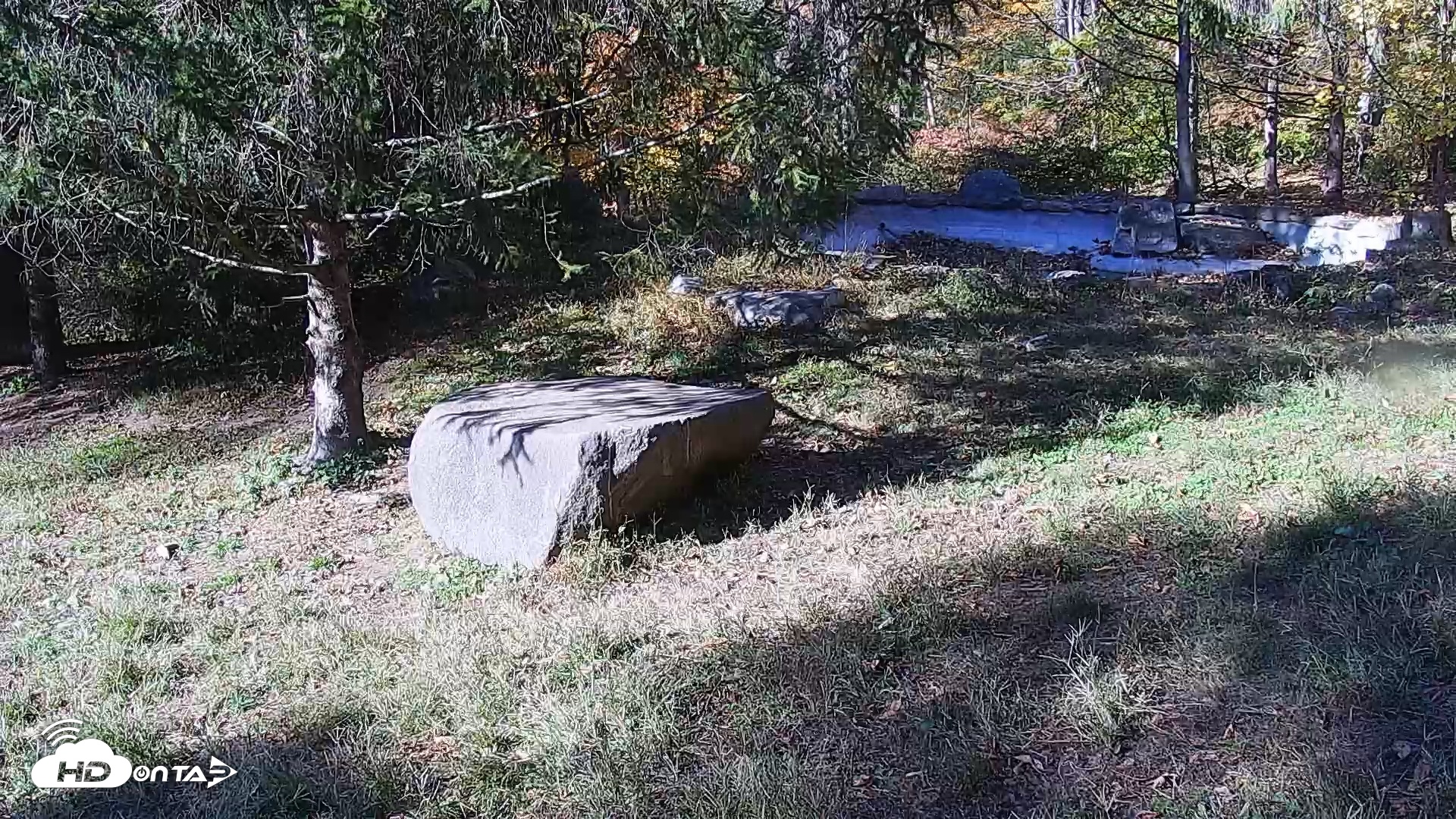 Snapshot of Ambassador Wolves Live Webcam at the Wolf Conservation Center taken Oct 27, 2025, 2:34pm EDT