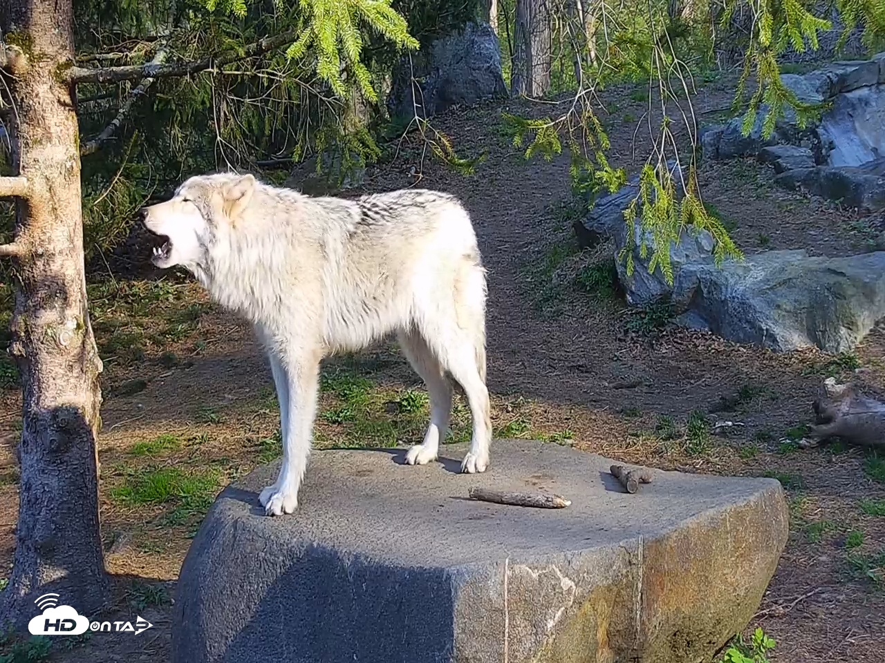 Snapshot of Wolf Center - Ambassador Wolves taken Apr 24, 2025, 8:12am EDT