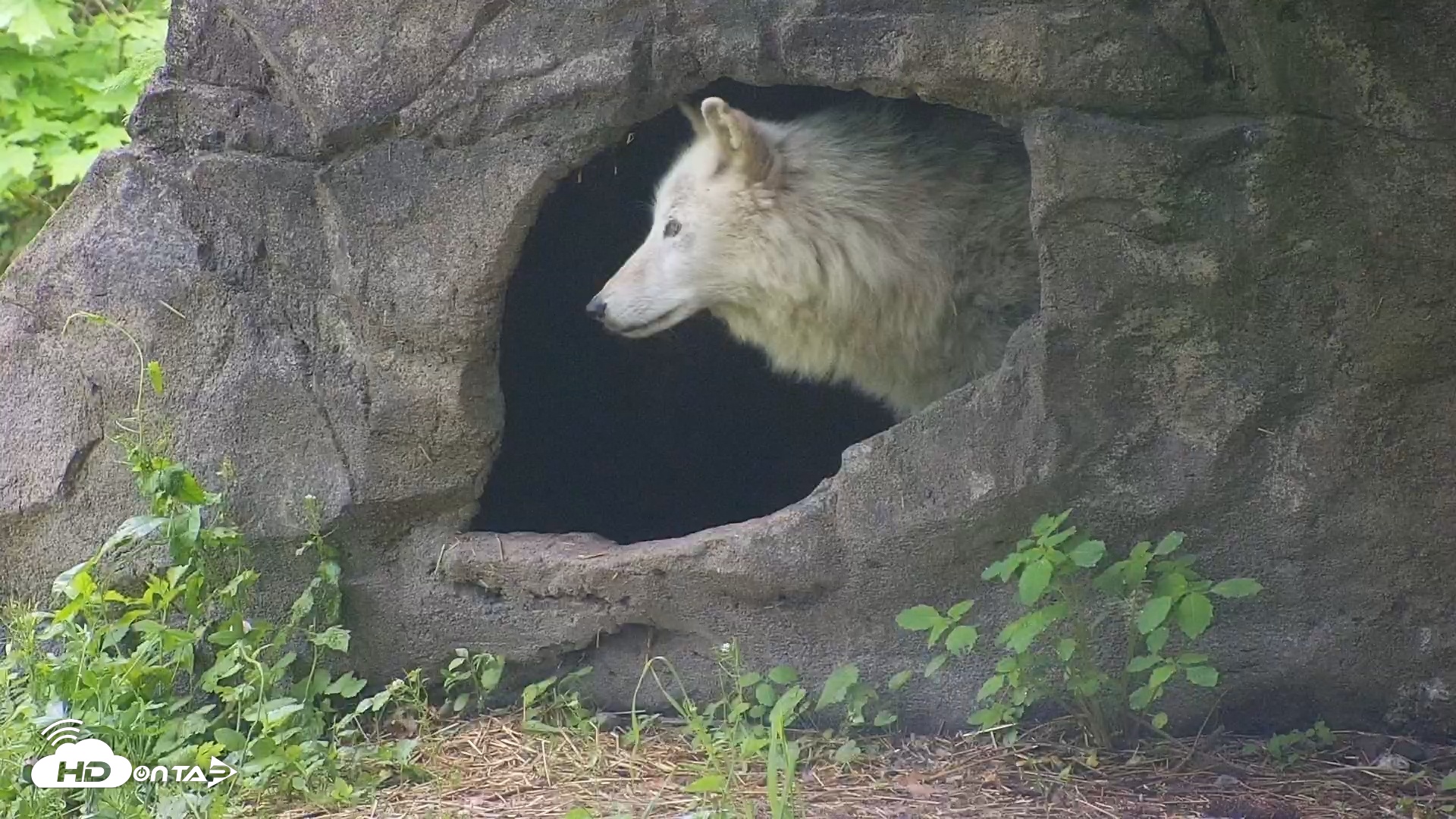 Snapshot of Wolf Center - Ambassador Wolves taken May 17, 2025, 6:28am EDT