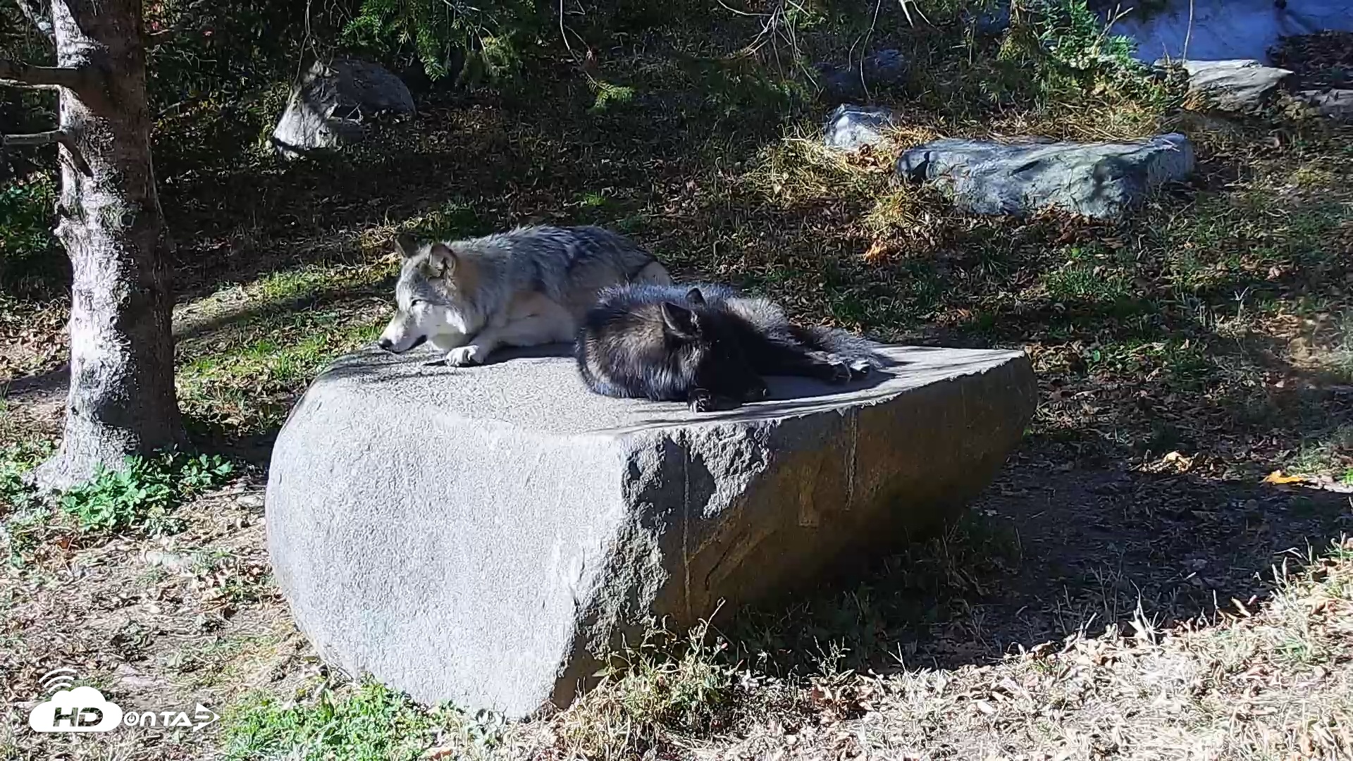 Snapshot of Ambassador Wolves Live Webcam at the Wolf Conservation Center taken Nov 4, 2025, 2:00pm EST