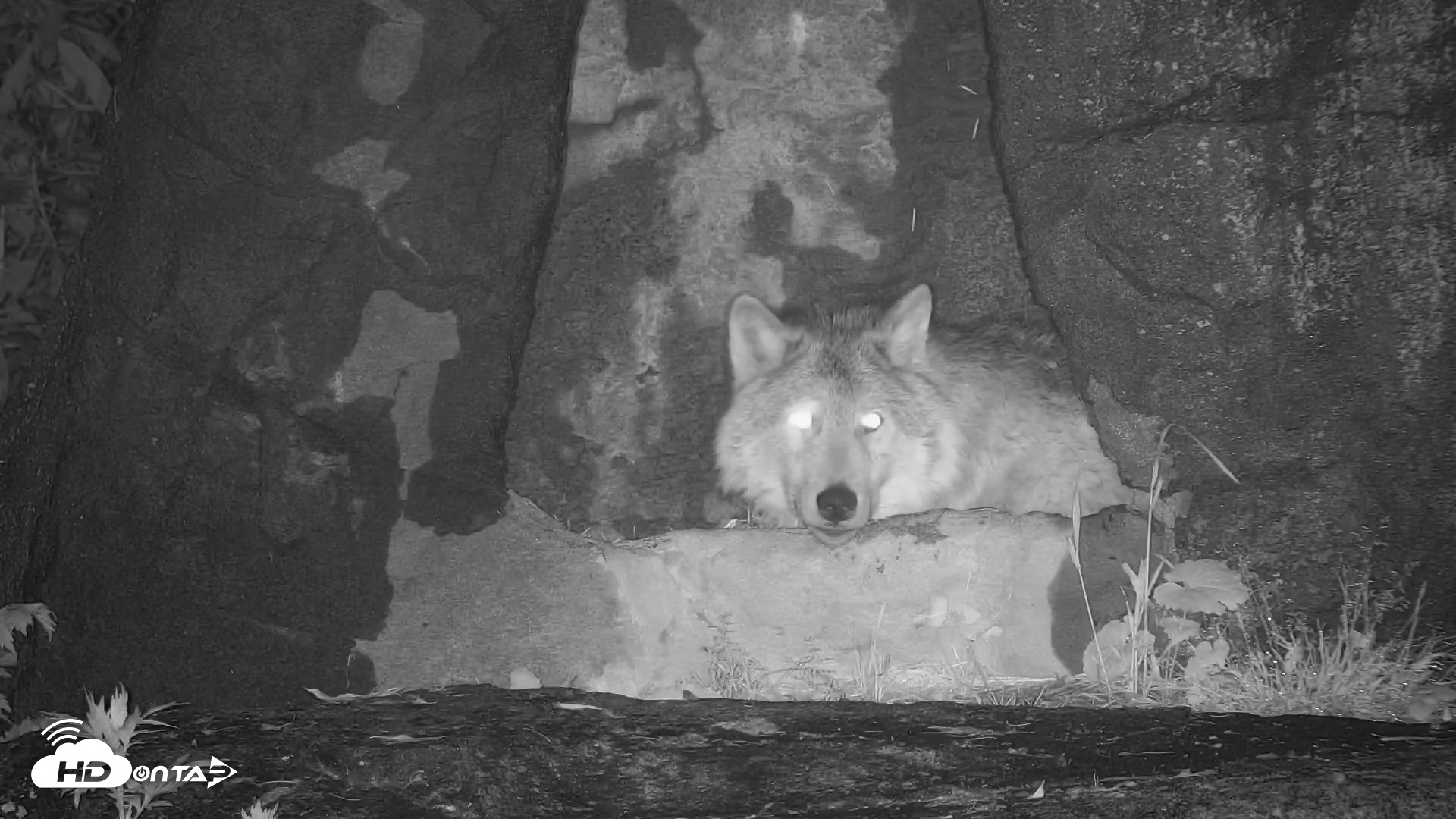 Snapshot of Wolf Center - Ambassador Wolves taken May 14, 2025, 9:02pm EDT