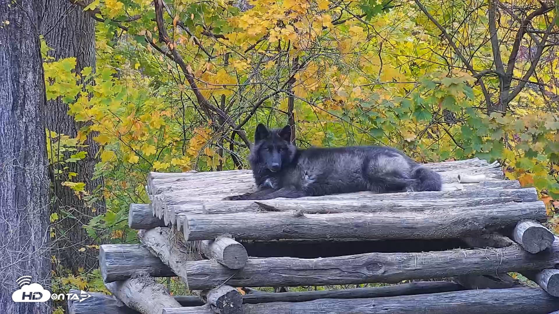 Snapshot of Ambassador Wolves Live Webcam at the Wolf Conservation Center taken Nov 3, 2025, 2:56pm EST