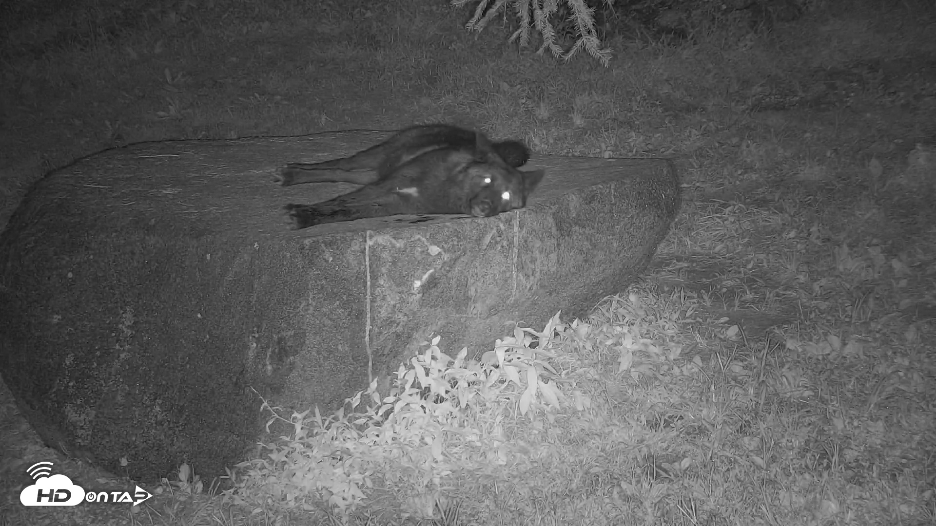 Snapshot of Wolf Center - Ambassador Wolves taken Aug 17, 2025, 10:37pm EDT