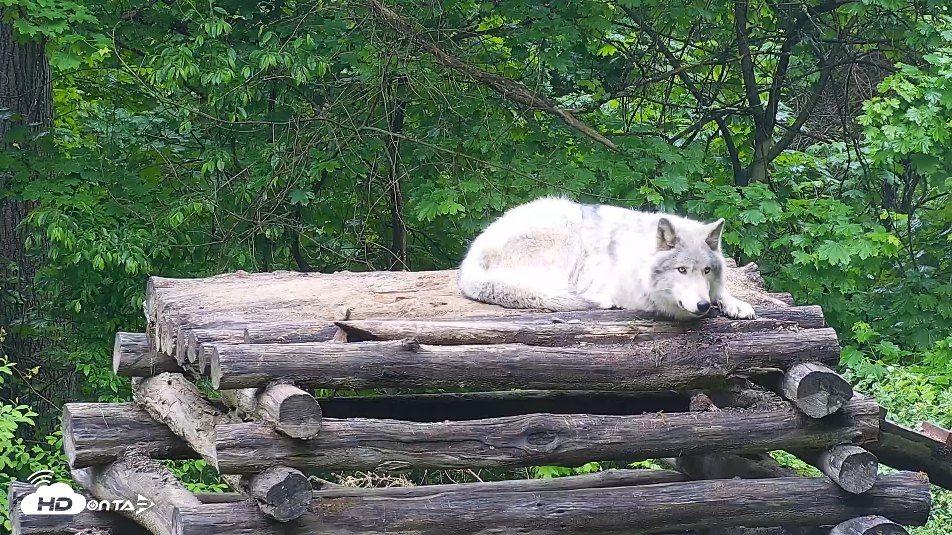 Snapshot of Wolf Center - Ambassador Wolves taken May 14, 2025, 8:14am EDT