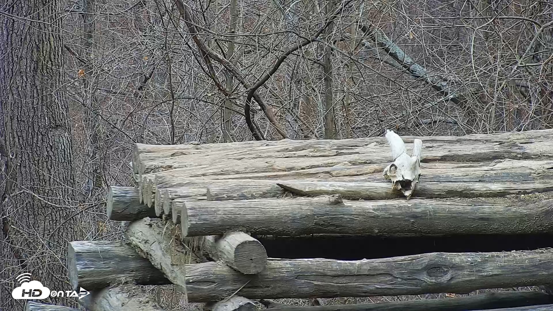 Snapshot of Ambassador Wolves Live Webcam at the Wolf Conservation Center taken Dec 7, 2025, 3:31pm EST