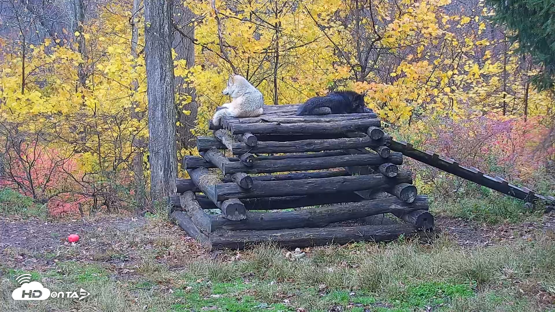 Snapshot of Ambassador Wolves Live Webcam at the Wolf Conservation Center taken Nov 8, 2025, 8:09am EST