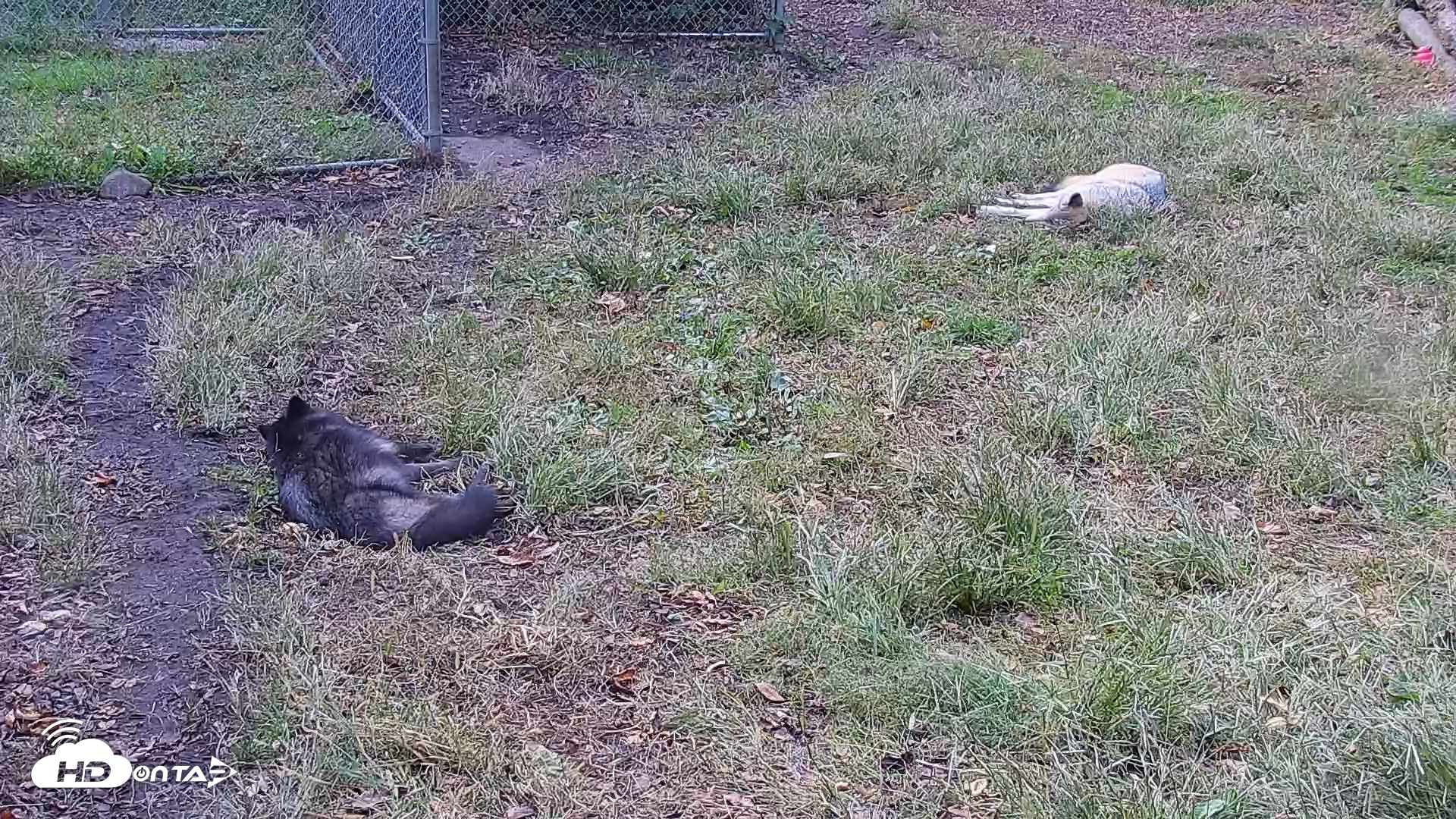 Snapshot of Ambassador Wolves Live Webcam at the Wolf Conservation Center taken Oct 25, 2025, 1:45pm EDT