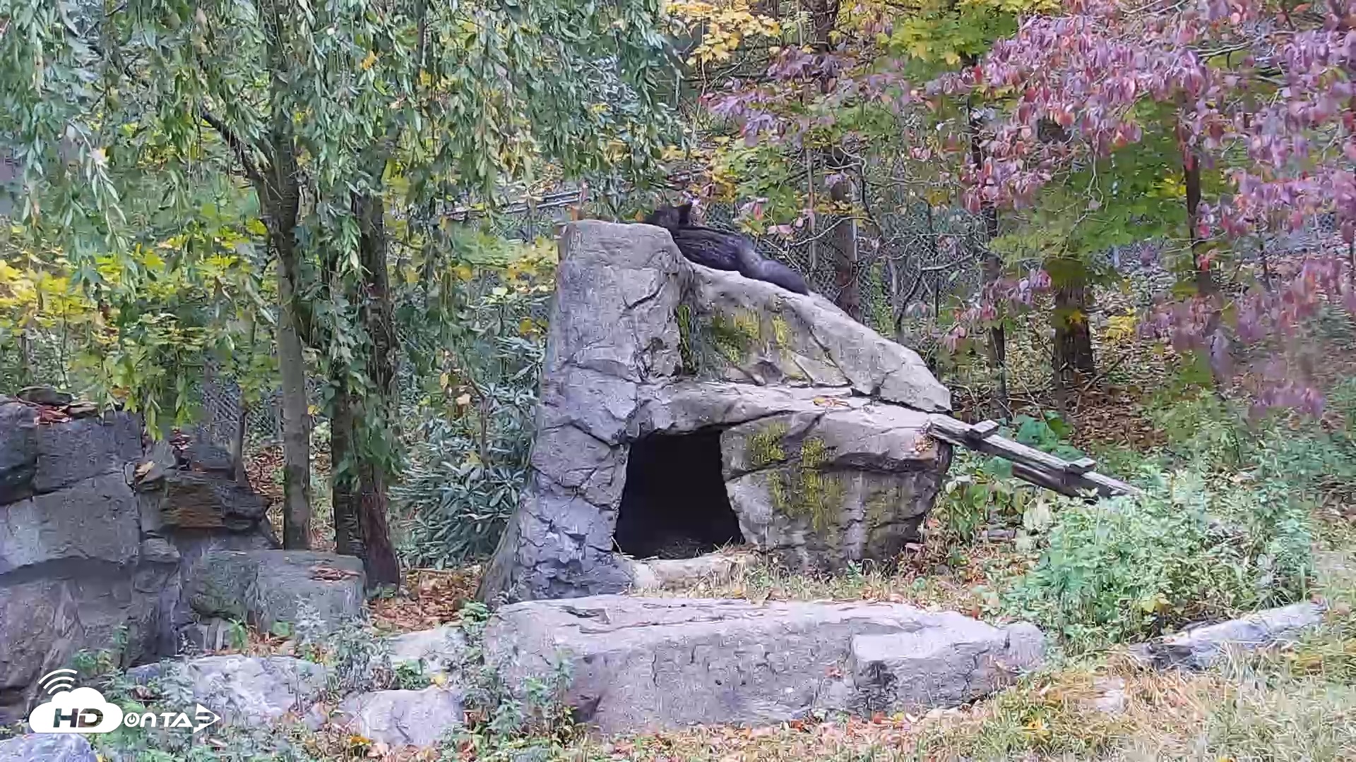 Snapshot of Ambassador Wolves Live Webcam at the Wolf Conservation Center taken Oct 20, 2025, 11:36am EDT