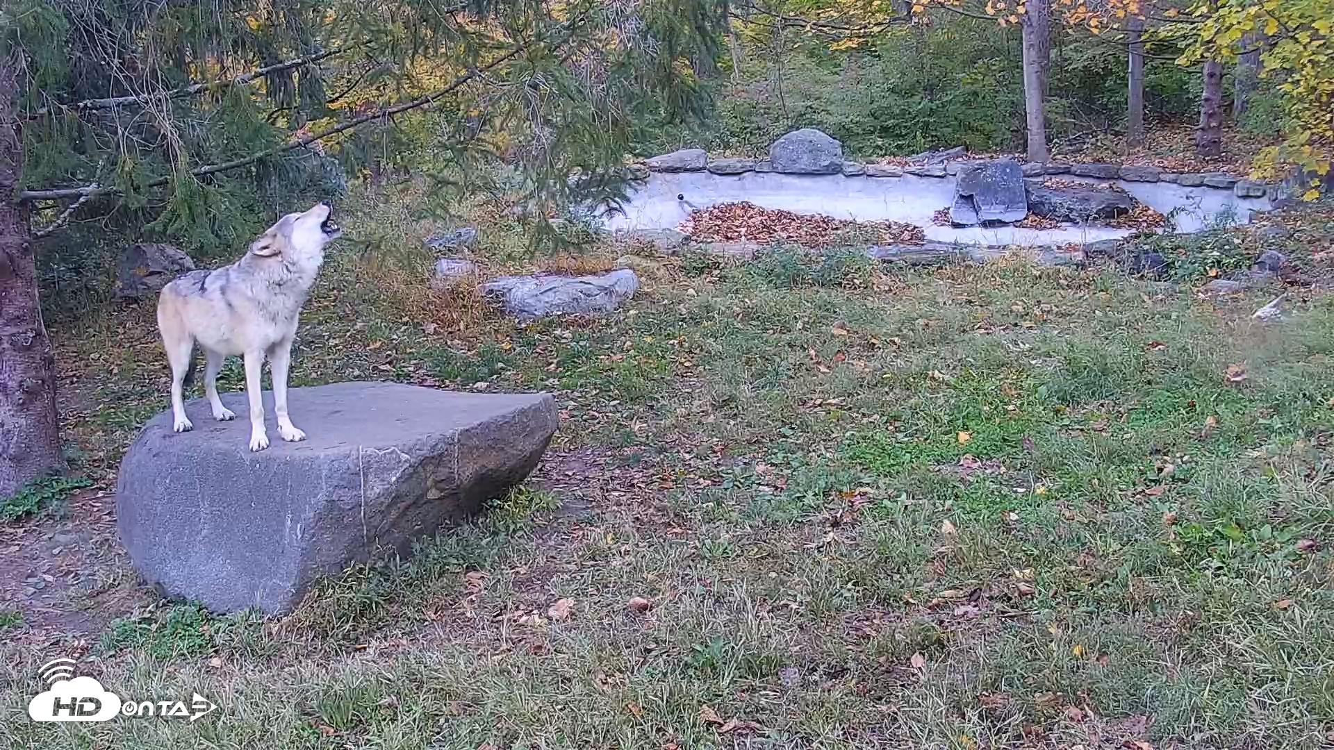 Snapshot of Ambassador Wolves Live Webcam at the Wolf Conservation Center taken Oct 21, 2025, 7:54am EDT