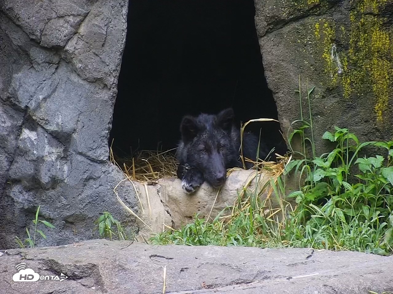 Snapshot of Wolf Center - Ambassador Wolves taken Aug 14, 2025, 6:29am EDT
