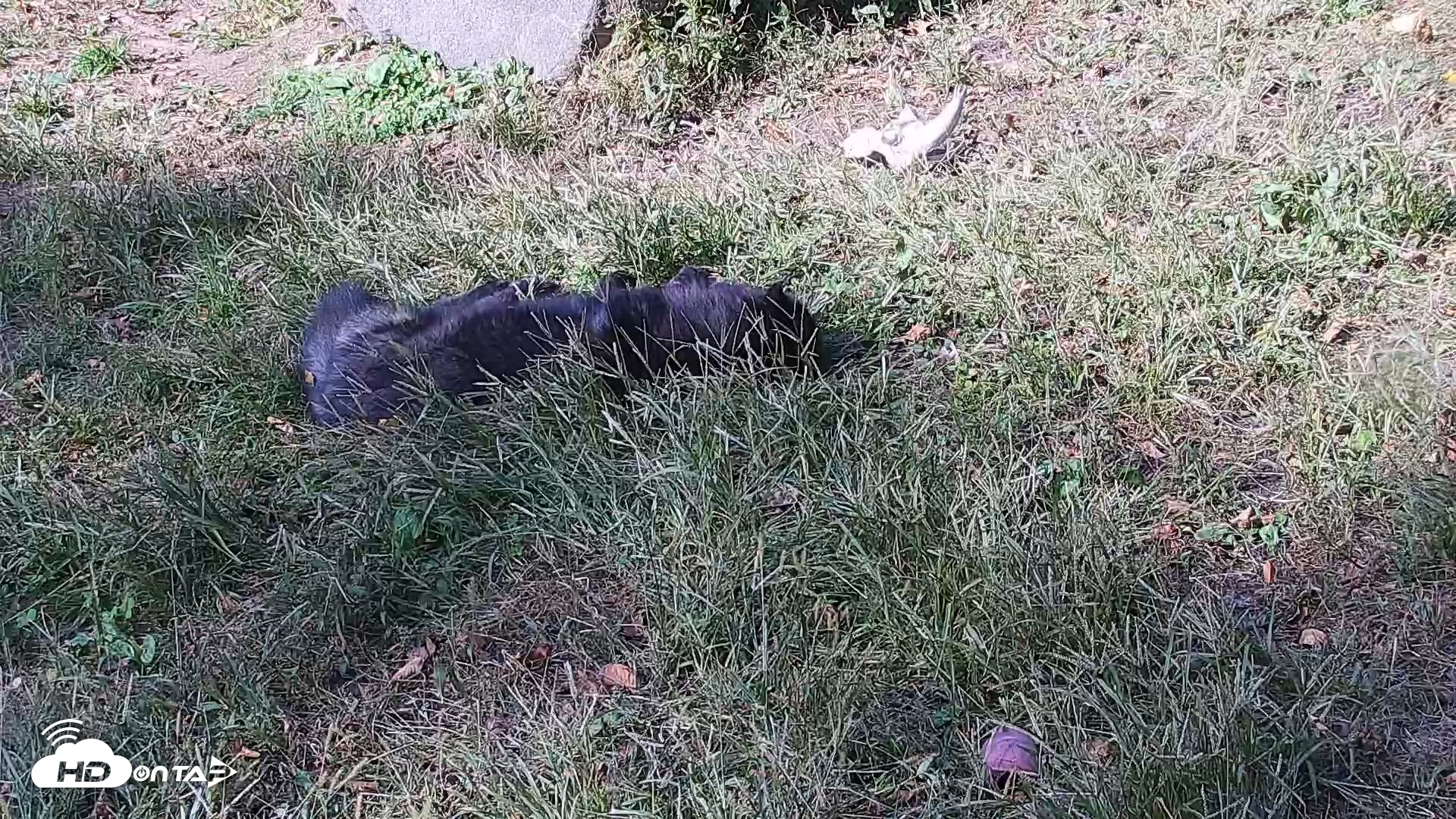 Snapshot of Ambassador Wolves Live Webcam at the Wolf Conservation Center taken Oct 19, 2025, 1:52pm EDT