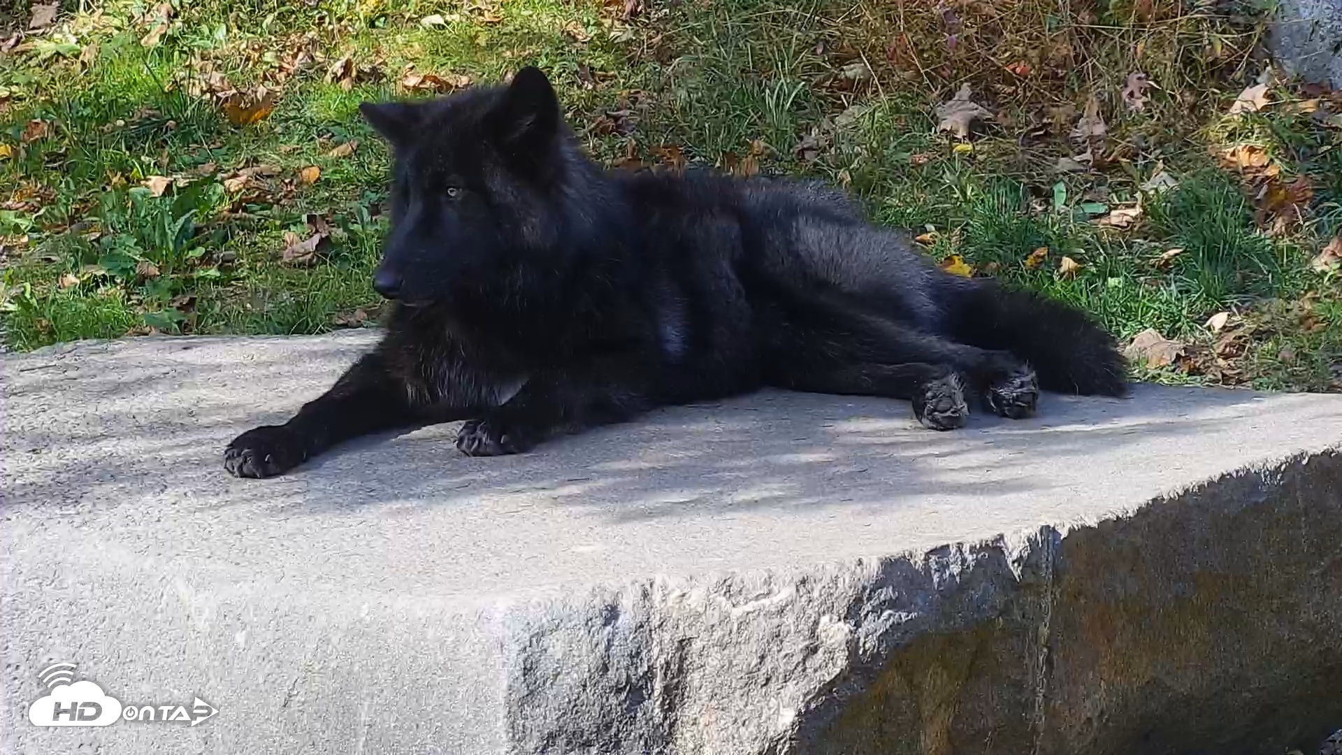 Snapshot of Ambassador Wolves Live Webcam at the Wolf Conservation Center taken Oct 22, 2025, 1:50pm EDT