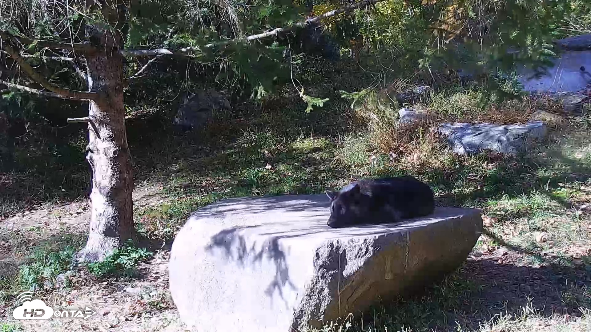 Snapshot of Ambassador Wolves Live Webcam at the Wolf Conservation Center taken Oct 21, 2025, 2:43pm EDT