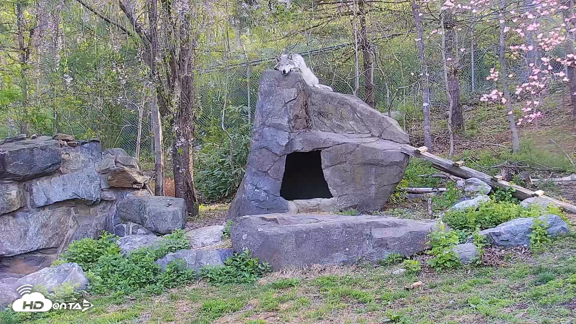 Snapshot of Wolf Center - Ambassador Wolves taken Apr 29, 2025, 8:01am EDT