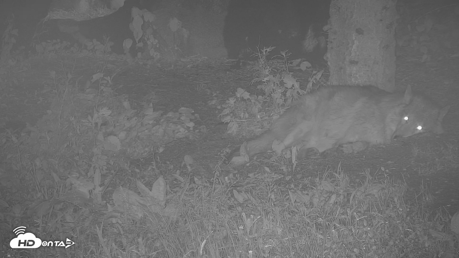 Snapshot of Wolf Center - Ambassador Wolves taken Jun 10, 2025, 1:13am EDT