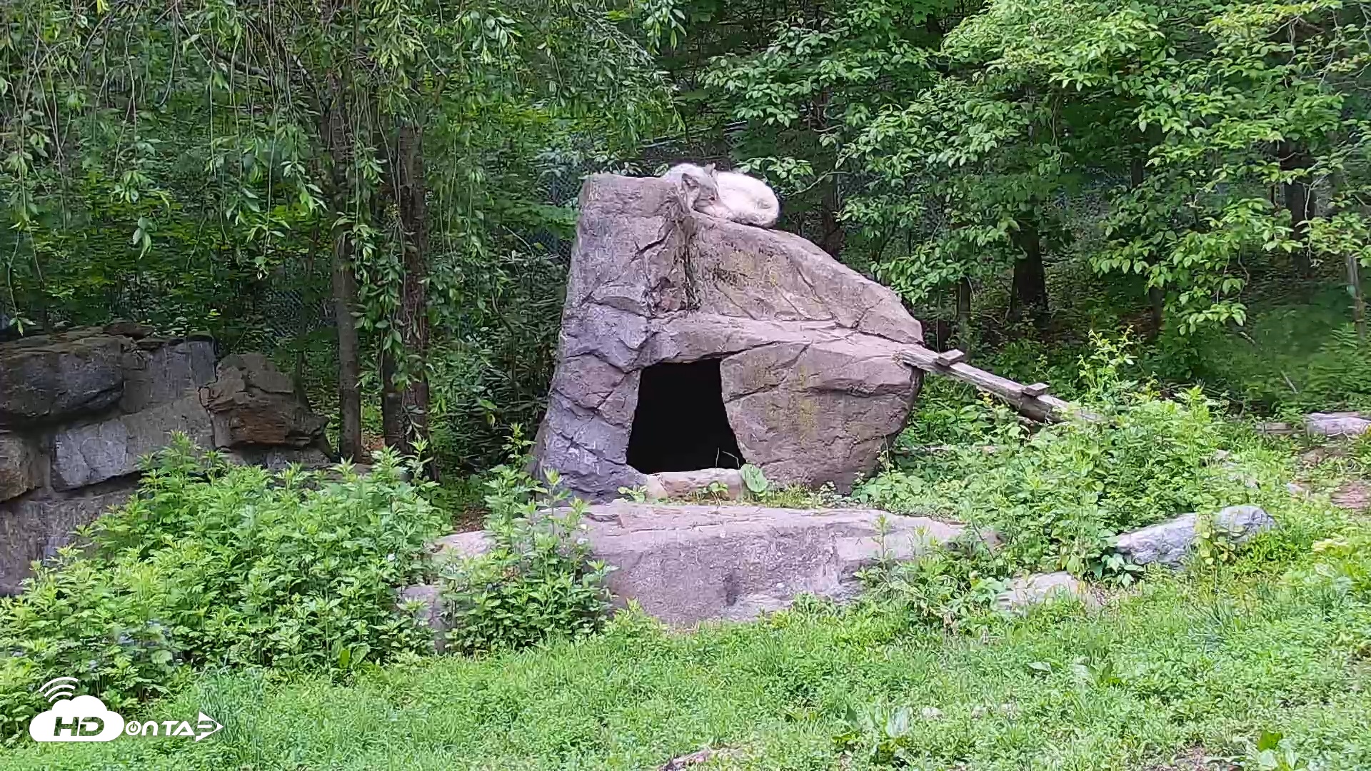 Snapshot of Wolf Center - Ambassador Wolves taken May 21, 2025, 6:37am EDT