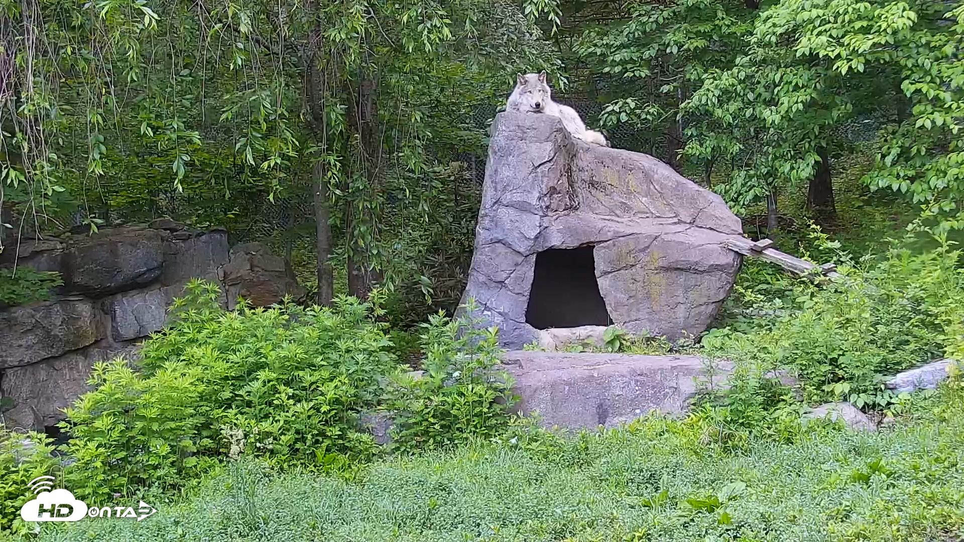 Snapshot of Wolf Center - Ambassador Wolves taken Jun 3, 2025, 6:52am EDT