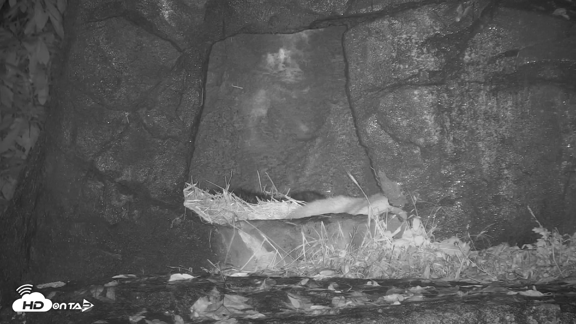 Snapshot of Ambassador Wolves Live Webcam at the Wolf Conservation Center taken Oct 31, 2025, 1:08am EDT