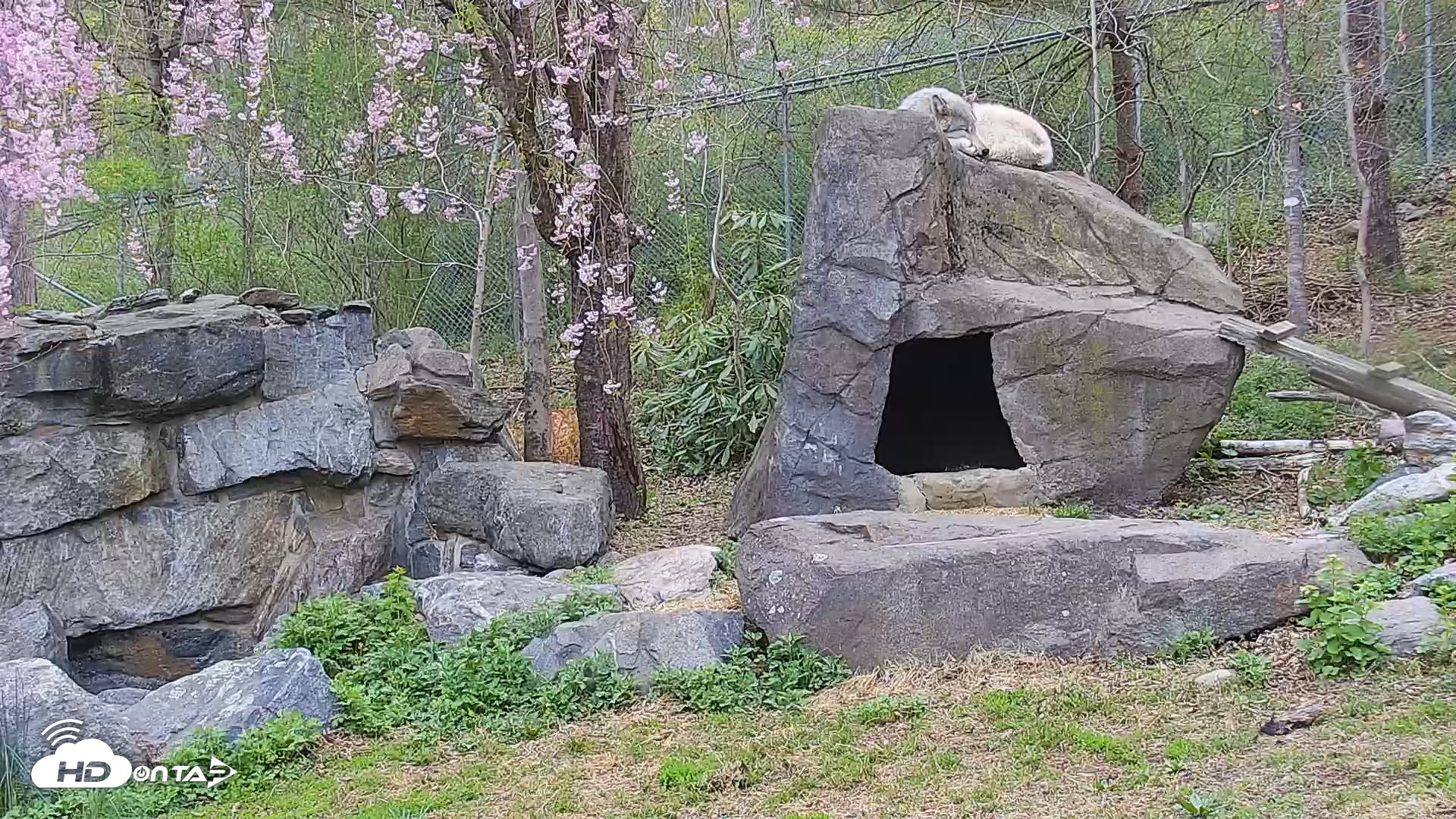 Snapshot of Wolf Center - Ambassador Wolves taken Apr 25, 2025, 6:45am EDT