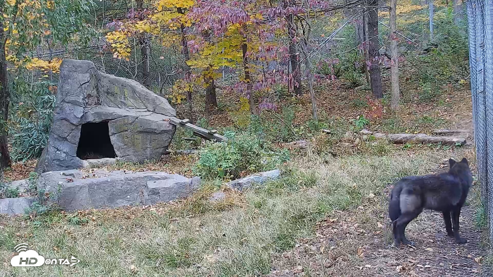 Snapshot of Ambassador Wolves Live Webcam at the Wolf Conservation Center taken Oct 29, 2025, 11:21am EDT