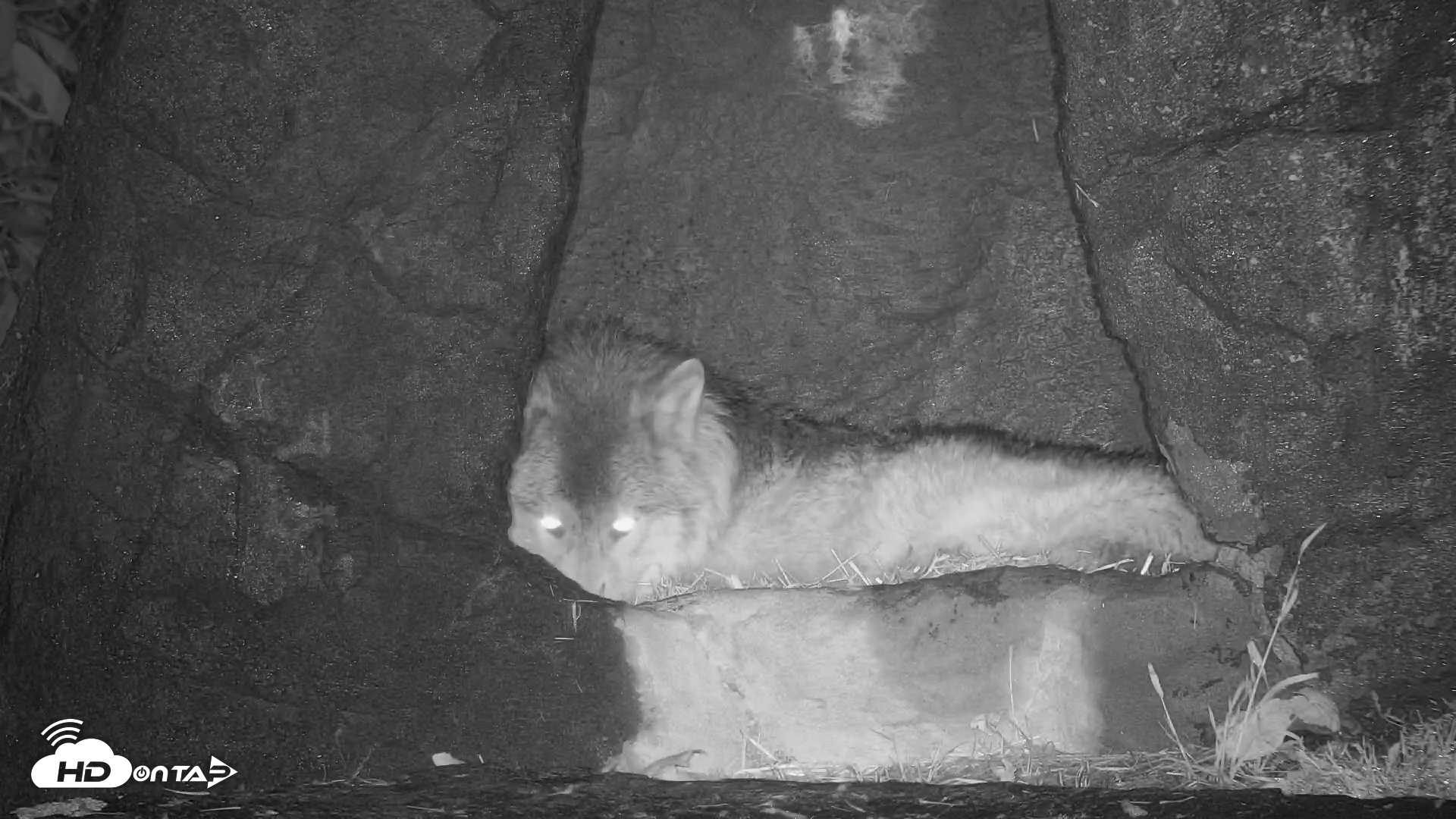Snapshot of Wolf Center - Ambassador Wolves taken May 9, 2025, 9:06pm EDT