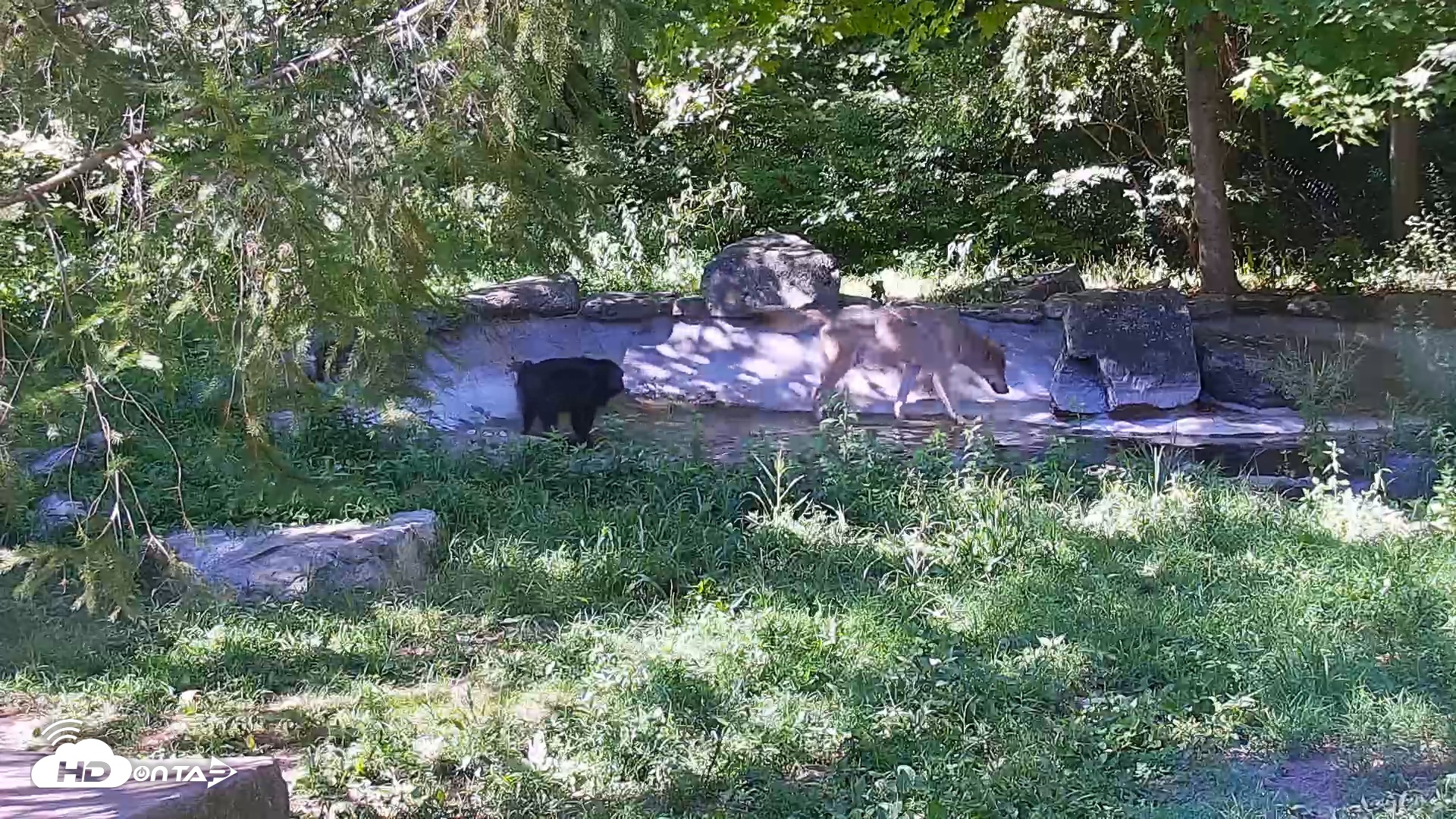 Snapshot of Wolf Center - Ambassador Wolves taken Sep 2, 2025, 3:51pm EDT