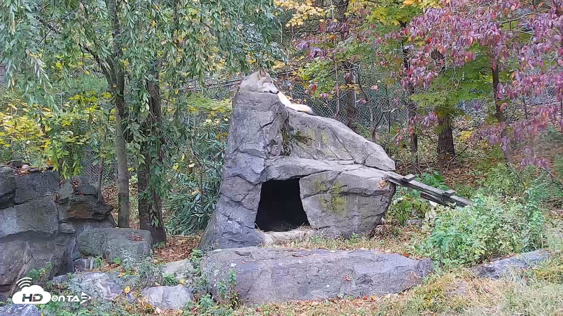 Snapshot of Ambassador Wolves Live Webcam at the Wolf Conservation Center taken Oct 20, 2025, 2:10pm EDT