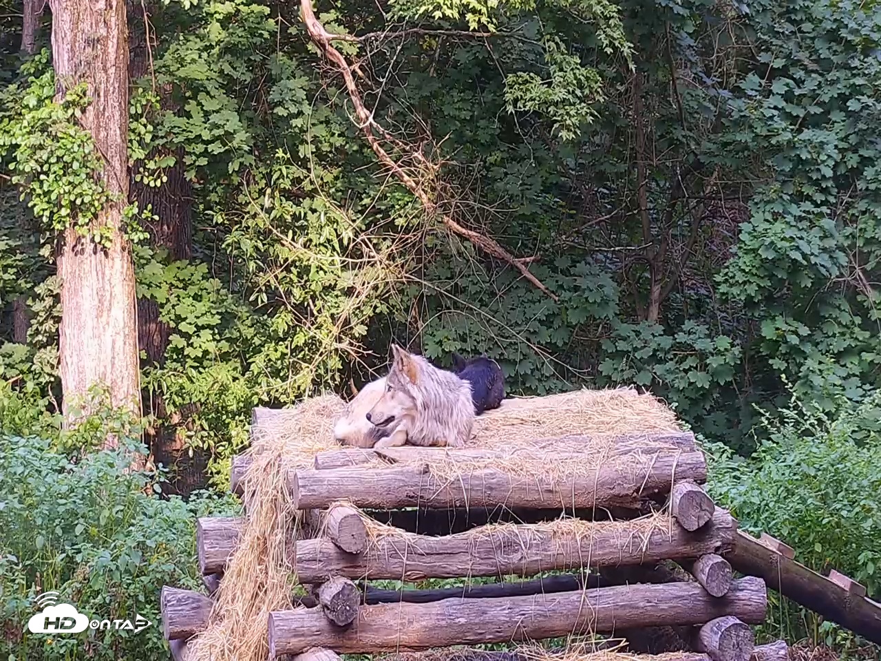 Snapshot of Wolf Center - Ambassador Wolves taken Jul 26, 2025, 8:23am EDT