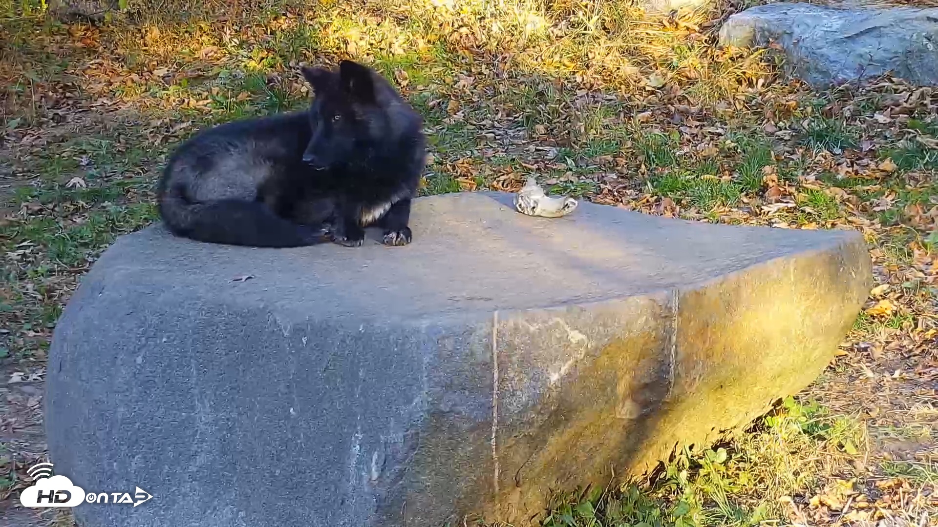 Snapshot of Ambassador Wolves Live Webcam at the Wolf Conservation Center taken Nov 4, 2025, 7:53am EST