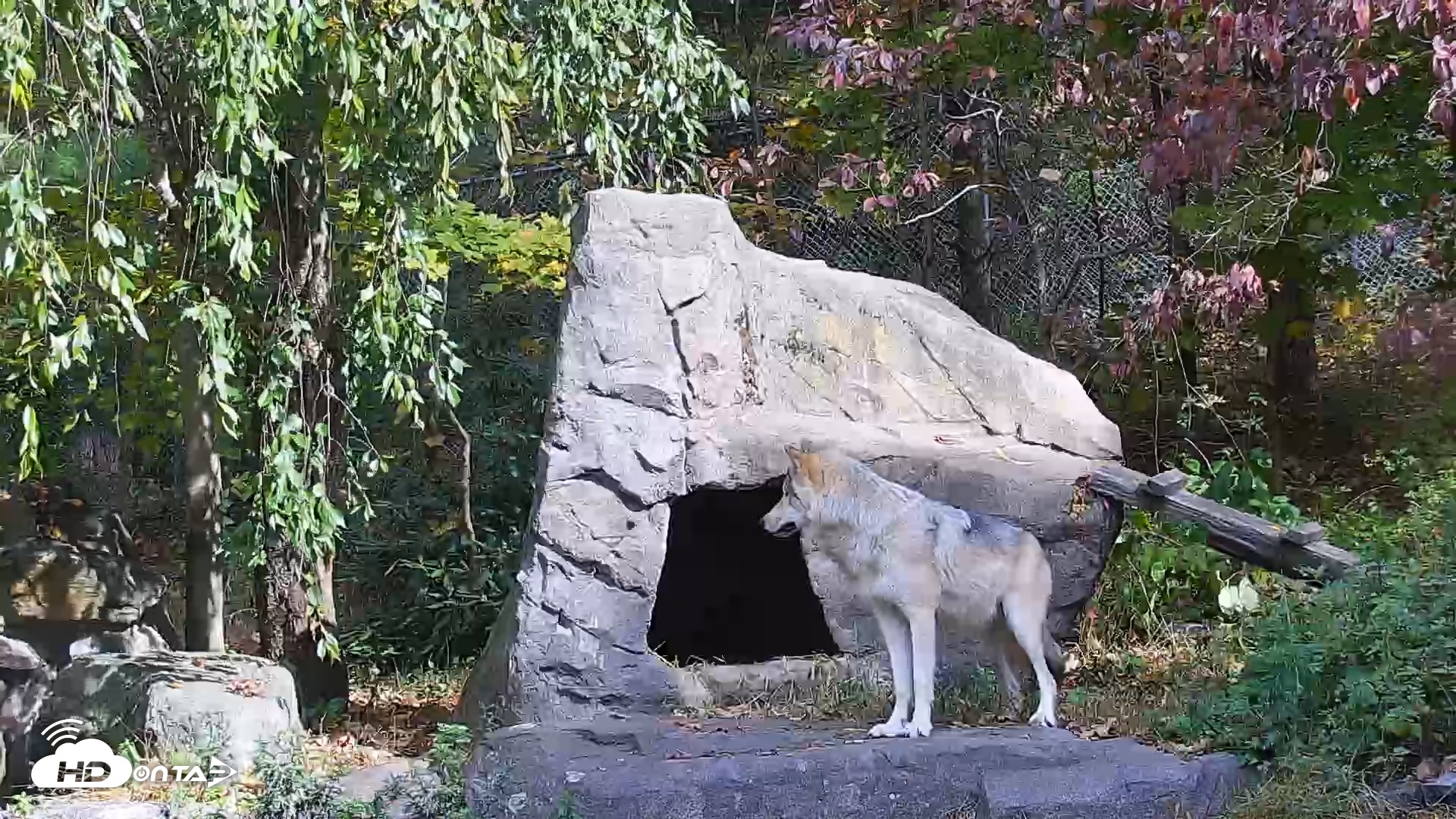 Snapshot of Ambassador Wolves Live Webcam at the Wolf Conservation Center taken Oct 19, 2025, 12:17pm EDT