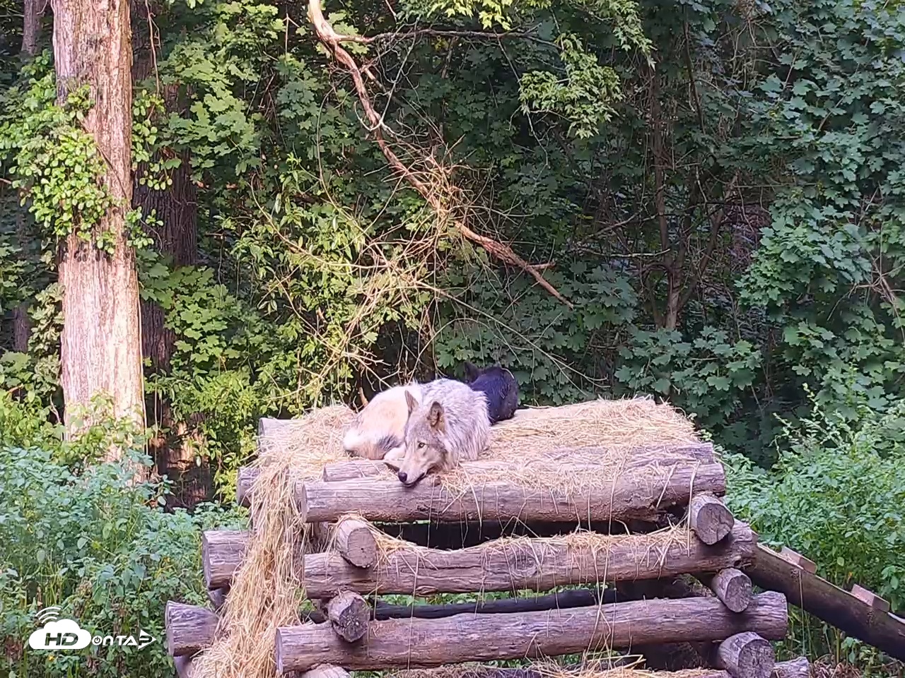 Snapshot of Wolf Center - Ambassador Wolves taken Jul 26, 2025, 8:24am EDT