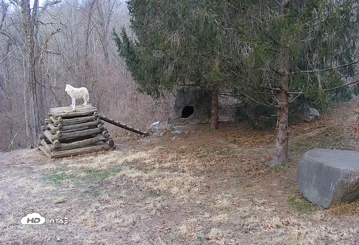 Snapshot of Ambassador Wolves Live Webcam at the Wolf Conservation Center taken Dec 13, 2025, 7:25am EST