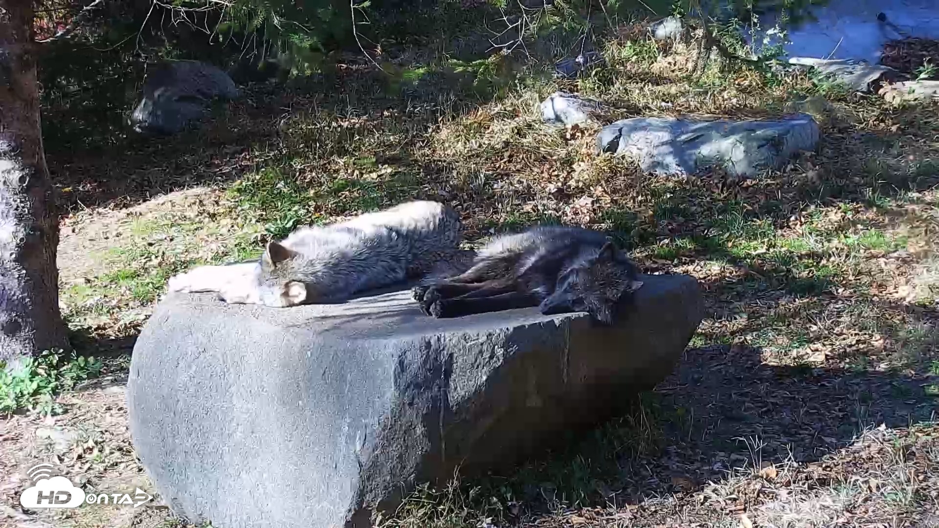 Snapshot of Ambassador Wolves Live Webcam at the Wolf Conservation Center taken Nov 8, 2025, 1:28pm EST