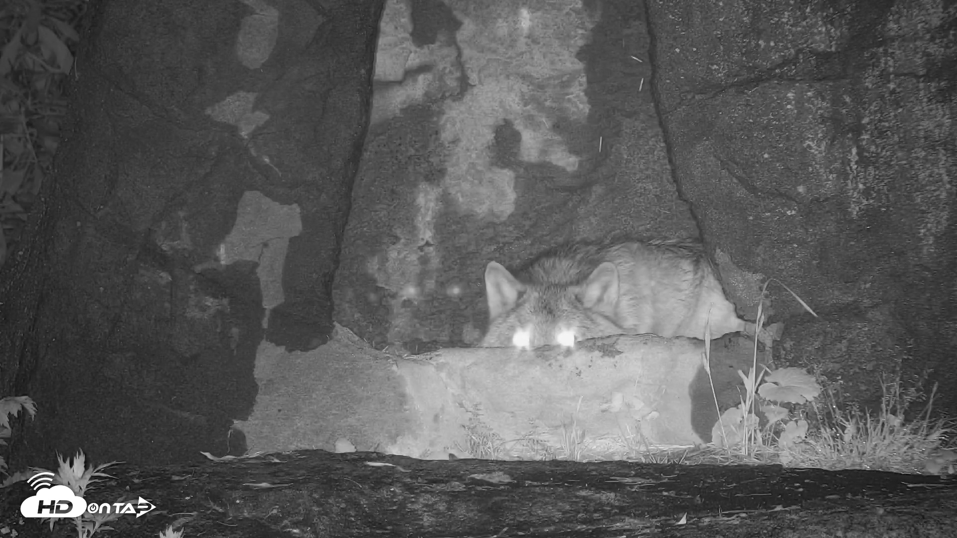 Snapshot of Wolf Center - Ambassador Wolves taken May 14, 2025, 9:01pm EDT