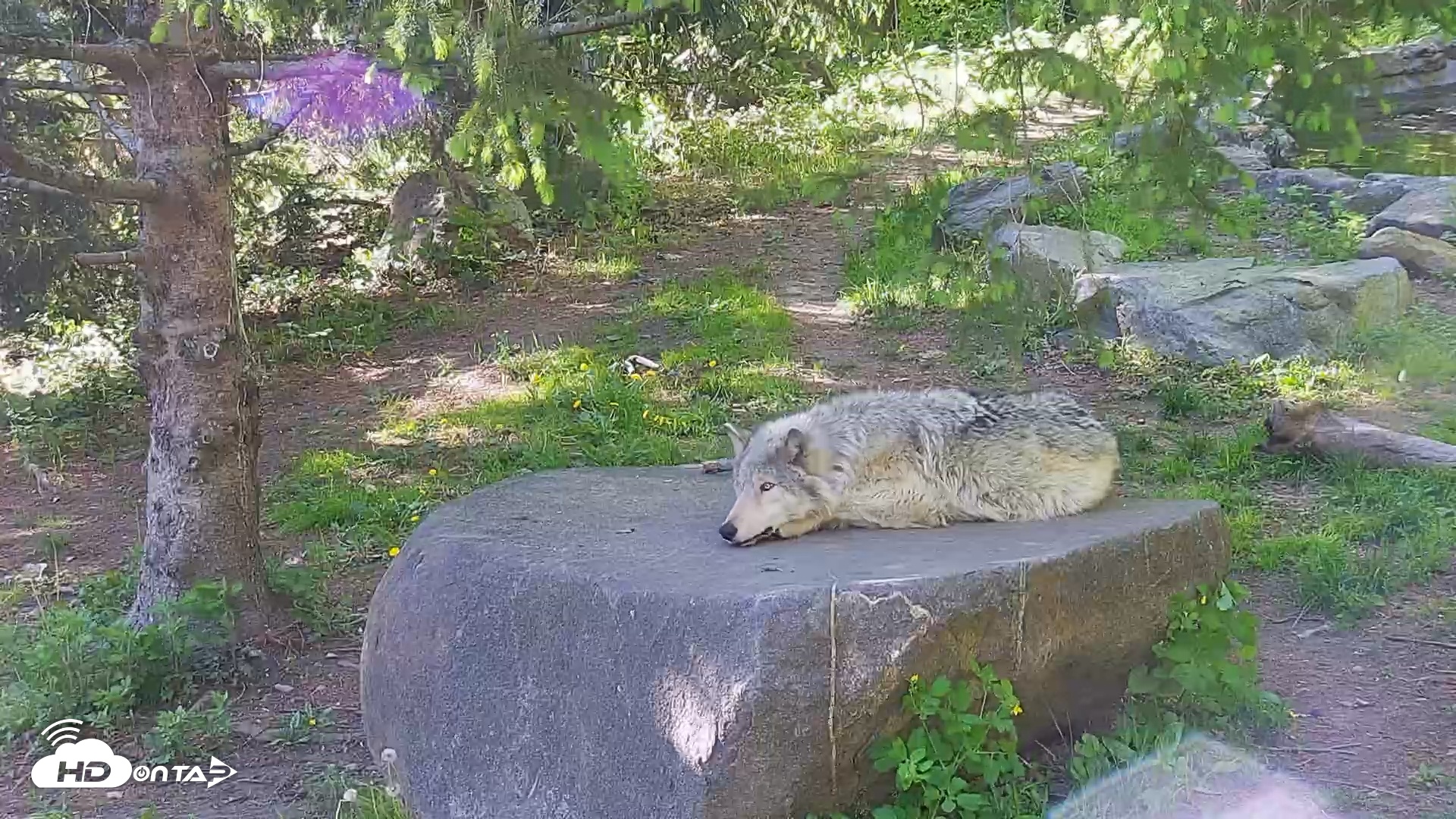 Snapshot of Wolf Center - Ambassador Wolves taken May 10, 2025, 5:28pm EDT