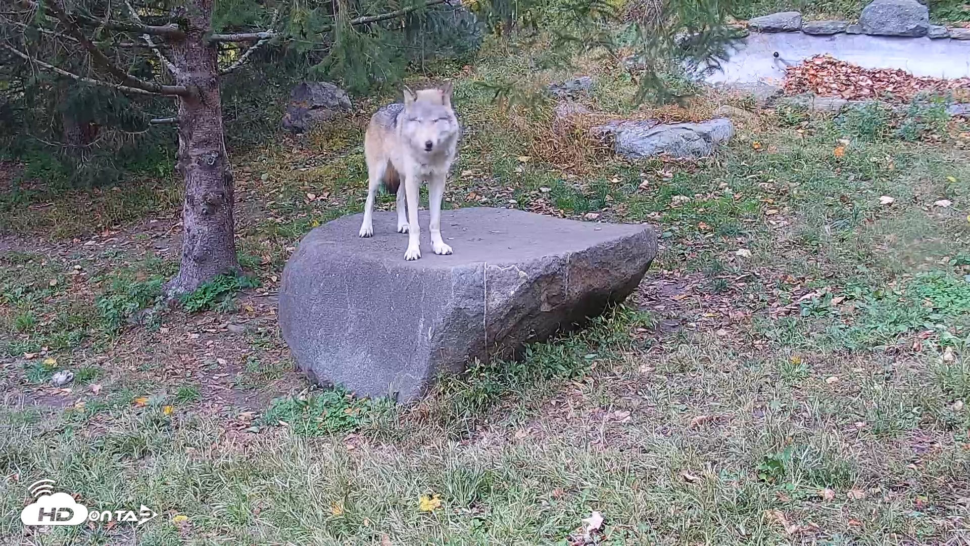 Snapshot of Ambassador Wolves Live Webcam at the Wolf Conservation Center taken Oct 20, 2025, 2:48pm EDT