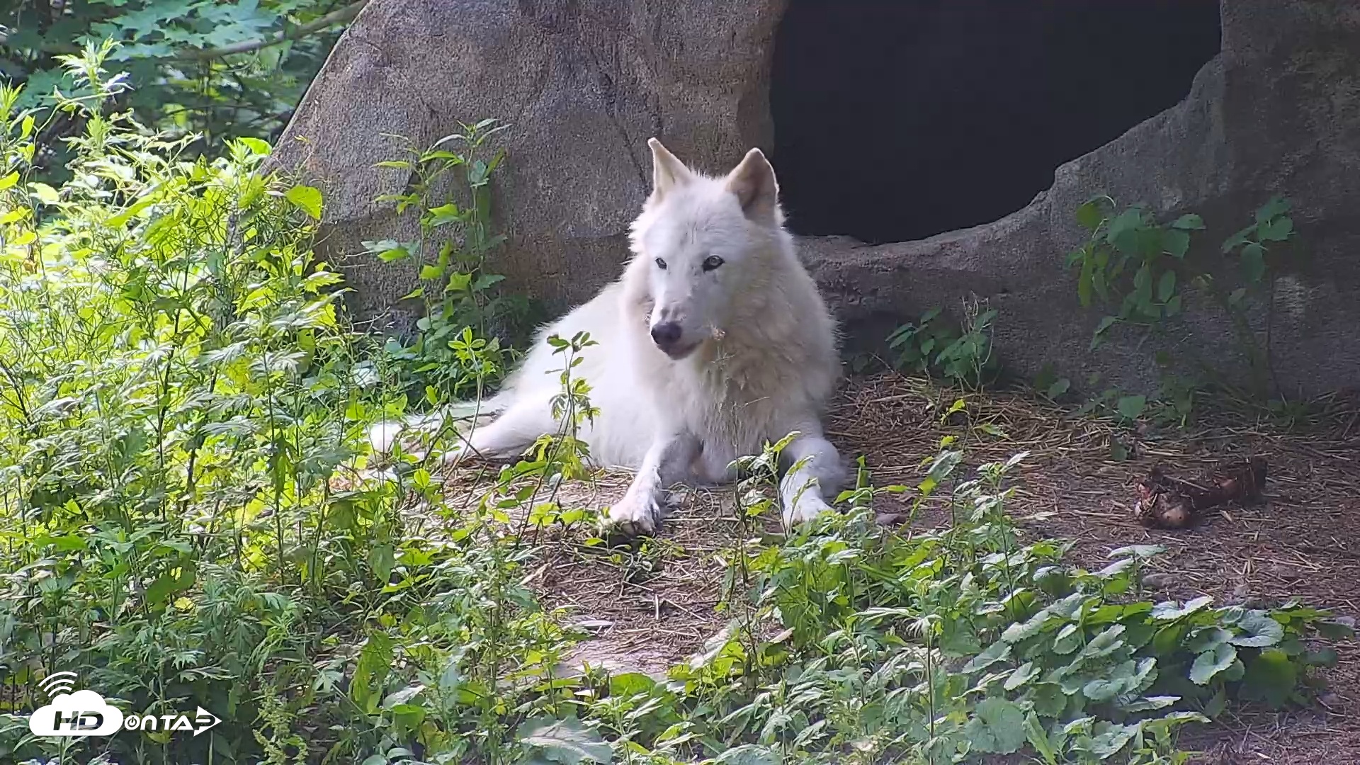 Snapshot of Wolf Center - Ambassador Wolves taken Jun 13, 2025, 6:33pm EDT