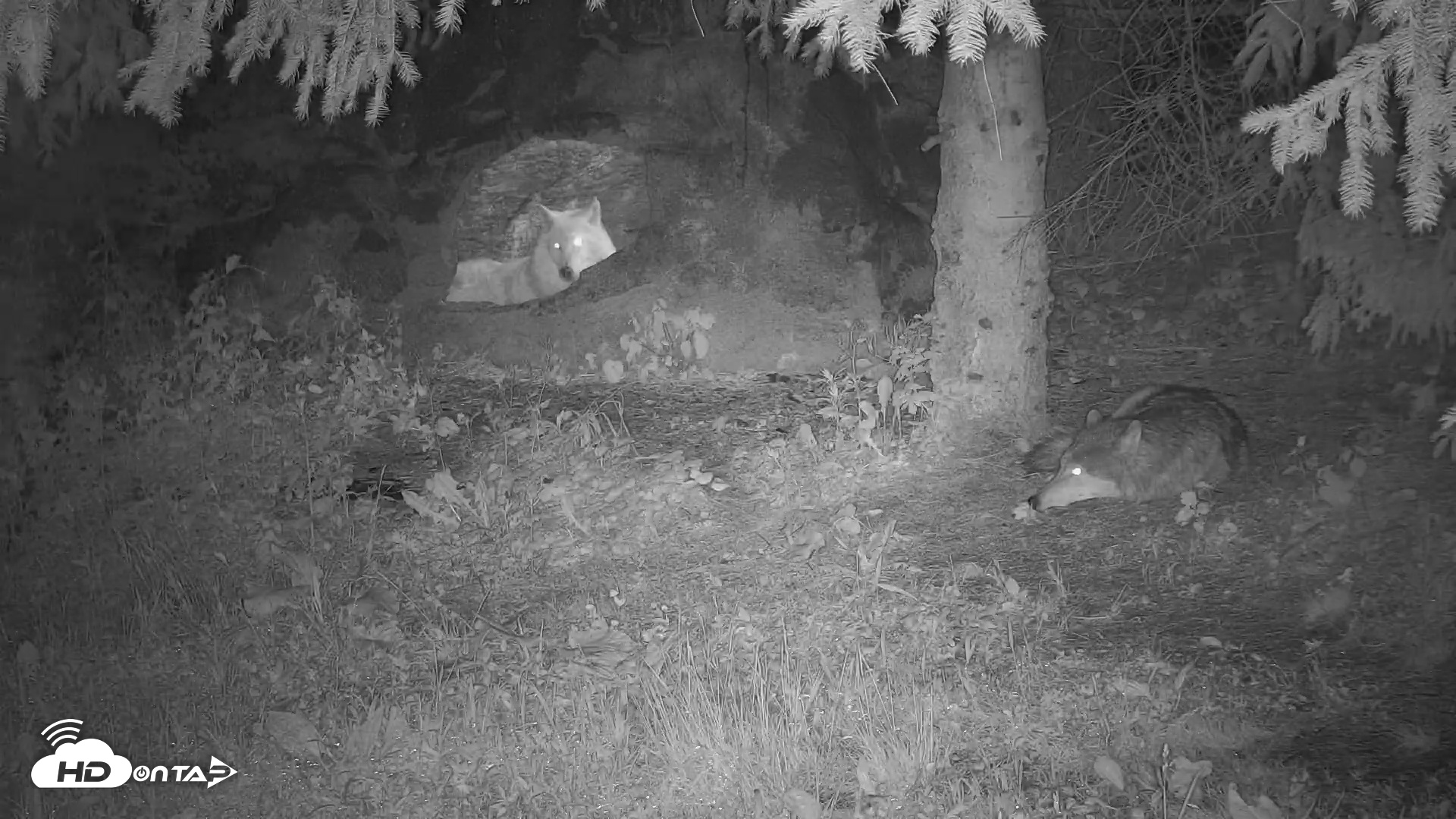 Snapshot of Wolf Center - Ambassador Wolves taken May 21, 2025, 11:57pm EDT