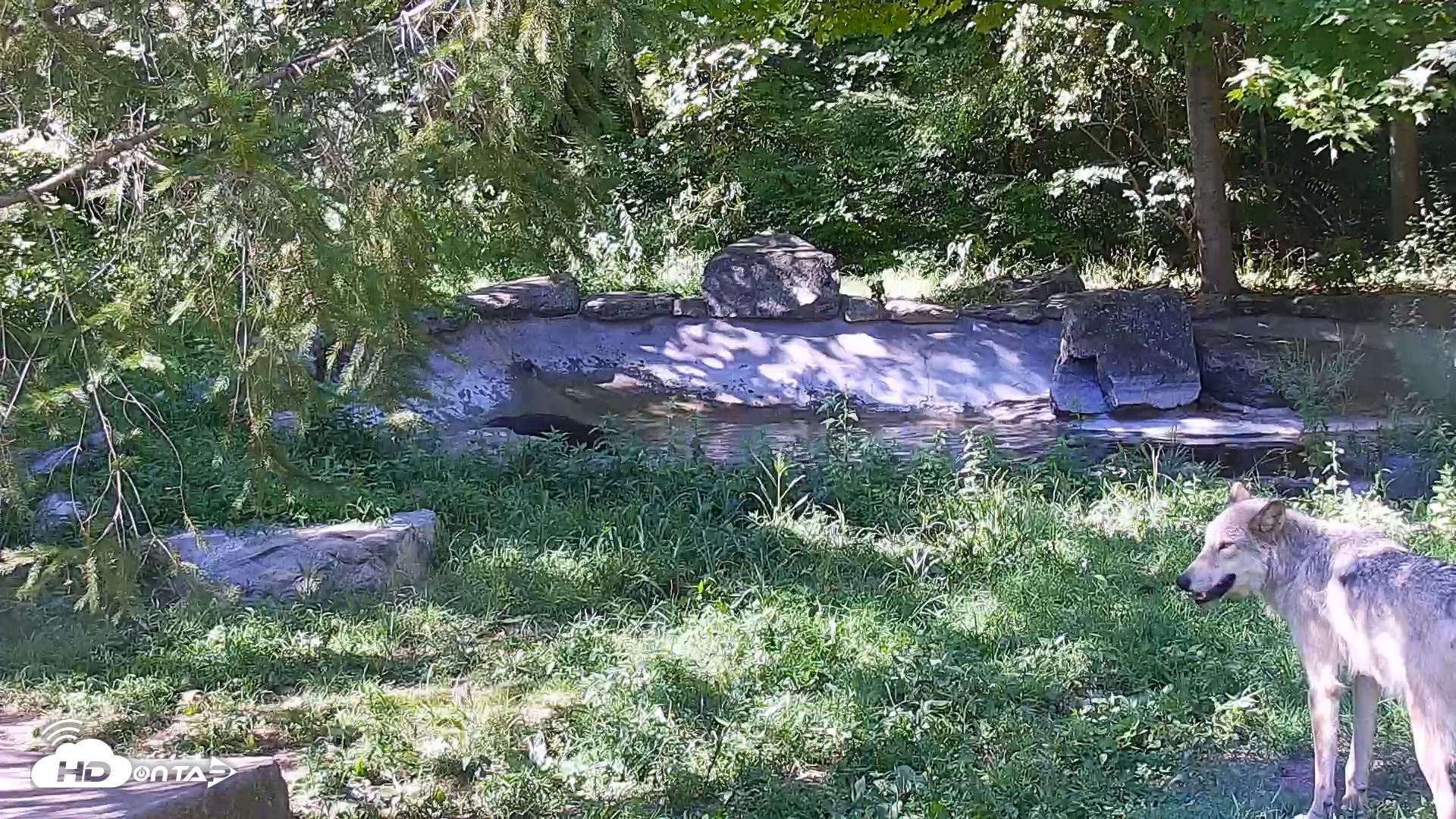 Snapshot of Wolf Center - Ambassador Wolves taken Sep 2, 2025, 3:53pm EDT