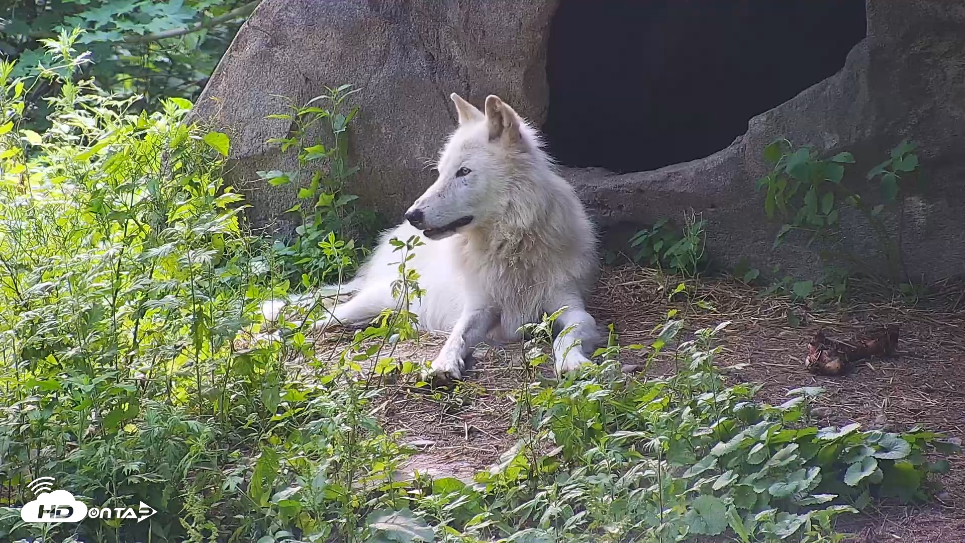 Snapshot of Wolf Center - Ambassador Wolves taken Jun 13, 2025, 6:34pm EDT