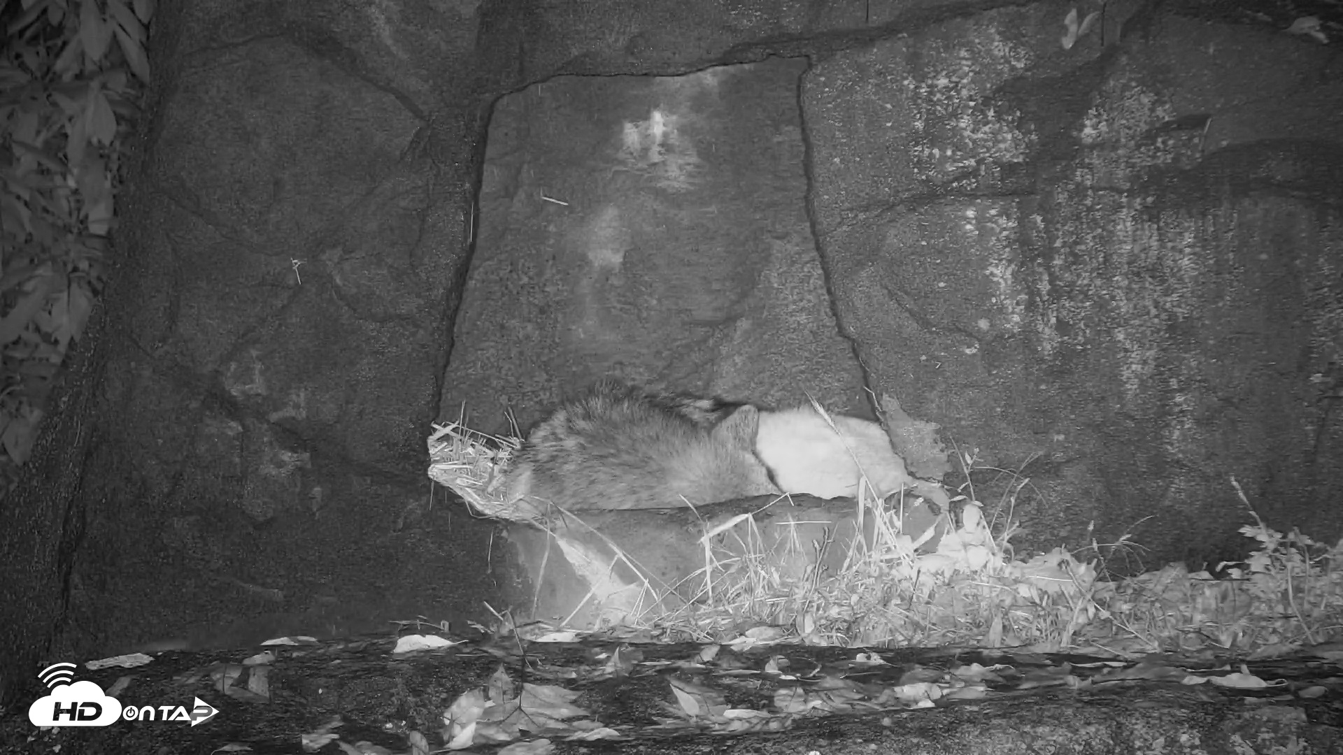 Snapshot of Ambassador Wolves Live Webcam at the Wolf Conservation Center taken Oct 31, 2025, 2:58am EDT