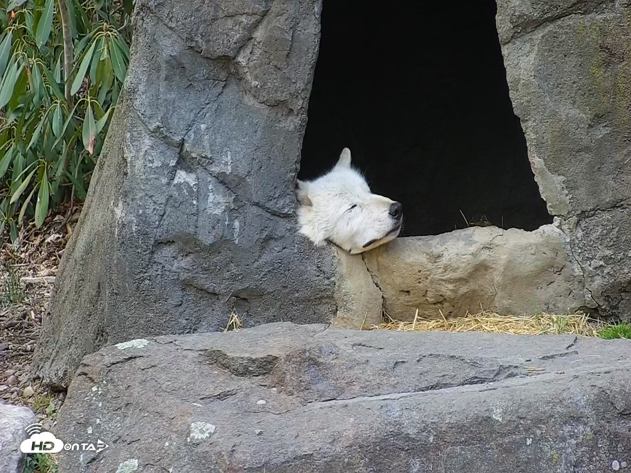 Snapshot of Wolf Center - Ambassador Wolves taken Apr 14, 2025, 7:21pm EDT