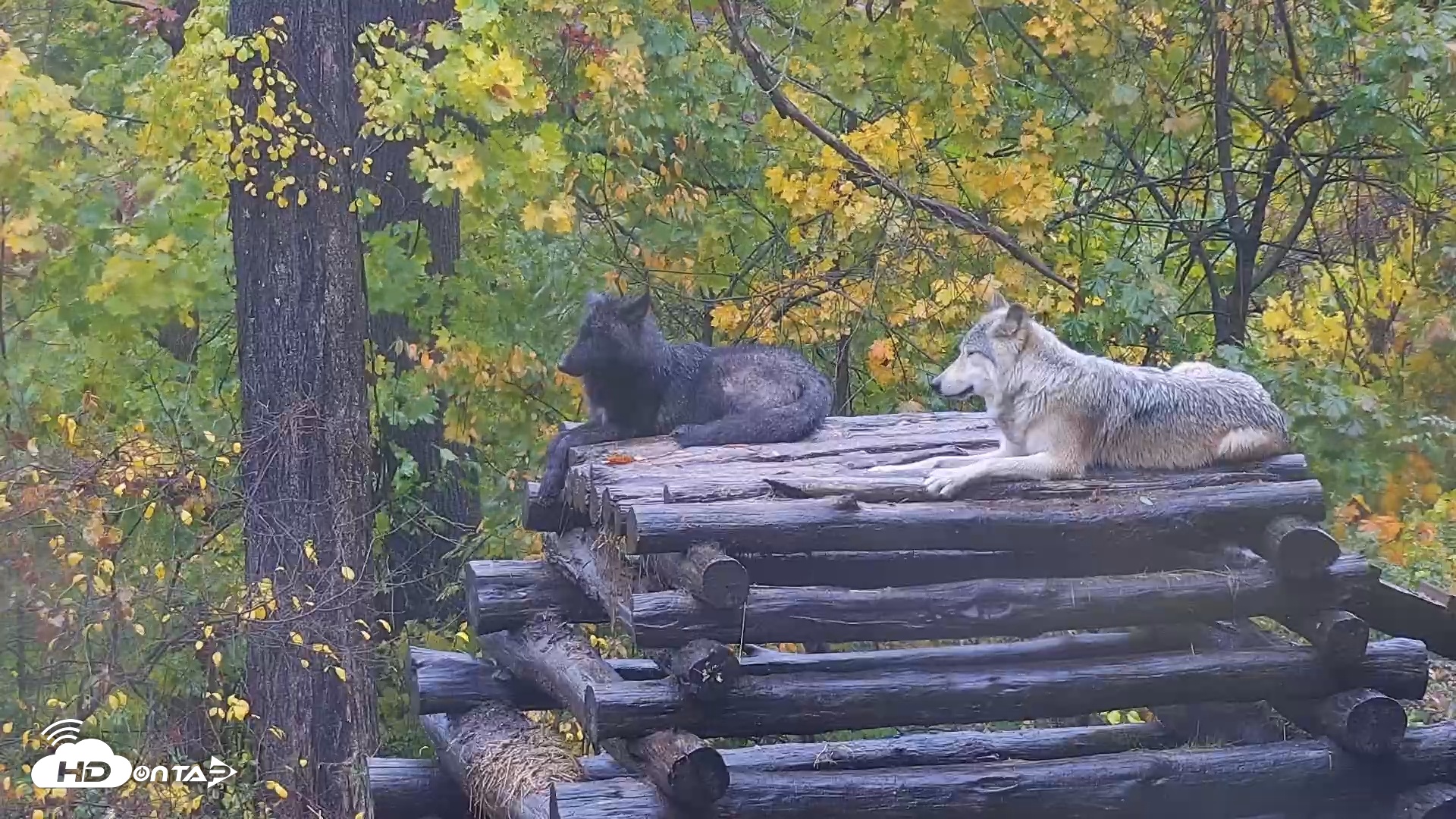 Snapshot of Ambassador Wolves Live Webcam at the Wolf Conservation Center taken Oct 30, 2025, 3:39pm EDT