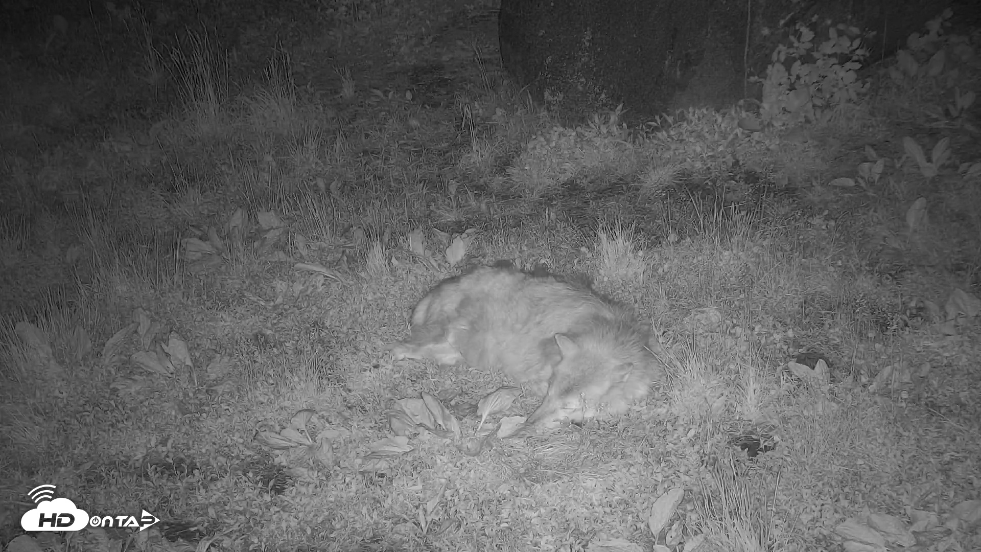 Snapshot of Wolf Center - Ambassador Wolves taken May 19, 2025, 9:10pm EDT
