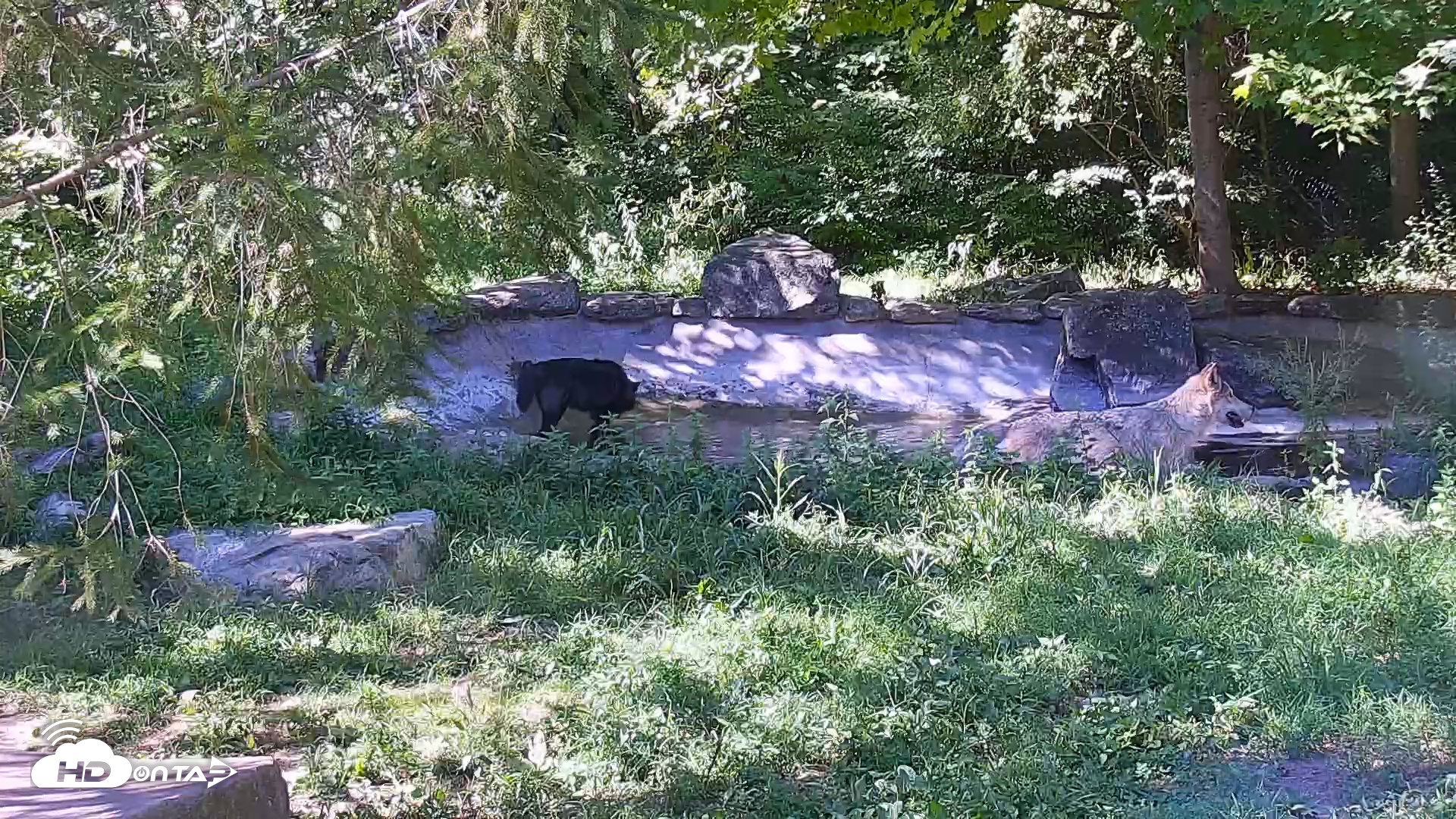 Snapshot of Wolf Center - Ambassador Wolves taken Sep 2, 2025, 3:52pm EDT