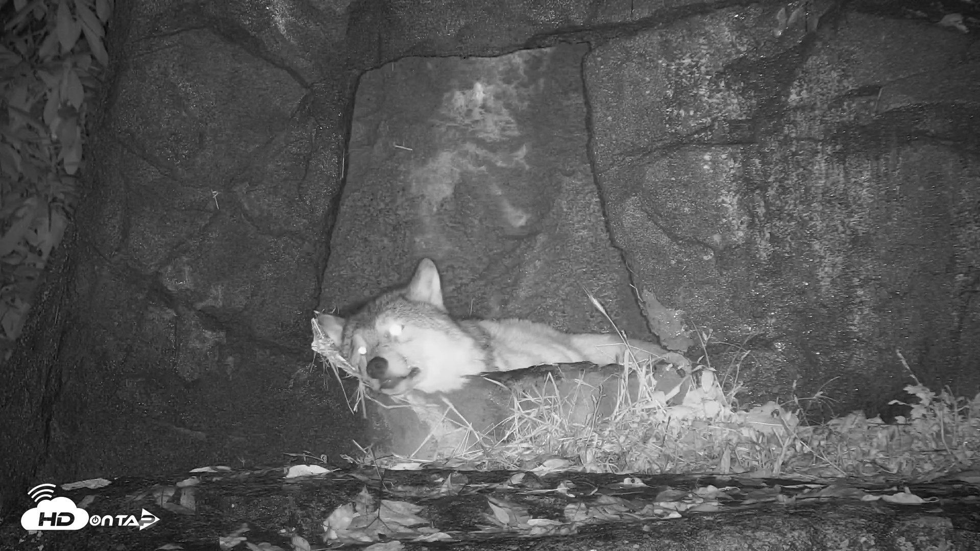 Snapshot of Ambassador Wolves Live Webcam at the Wolf Conservation Center taken Oct 30, 2025, 11:08pm EDT