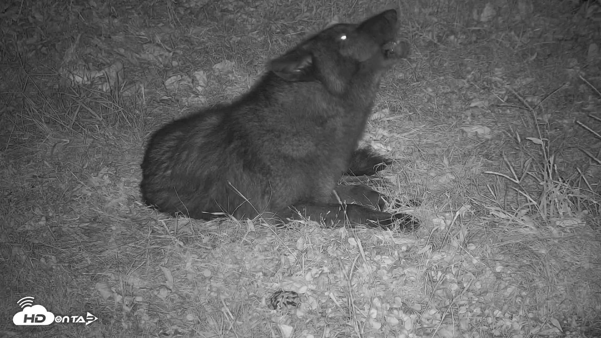 Snapshot of Ambassador Wolves Live Webcam at the Wolf Conservation Center taken Oct 24, 2025, 10:58pm EDT