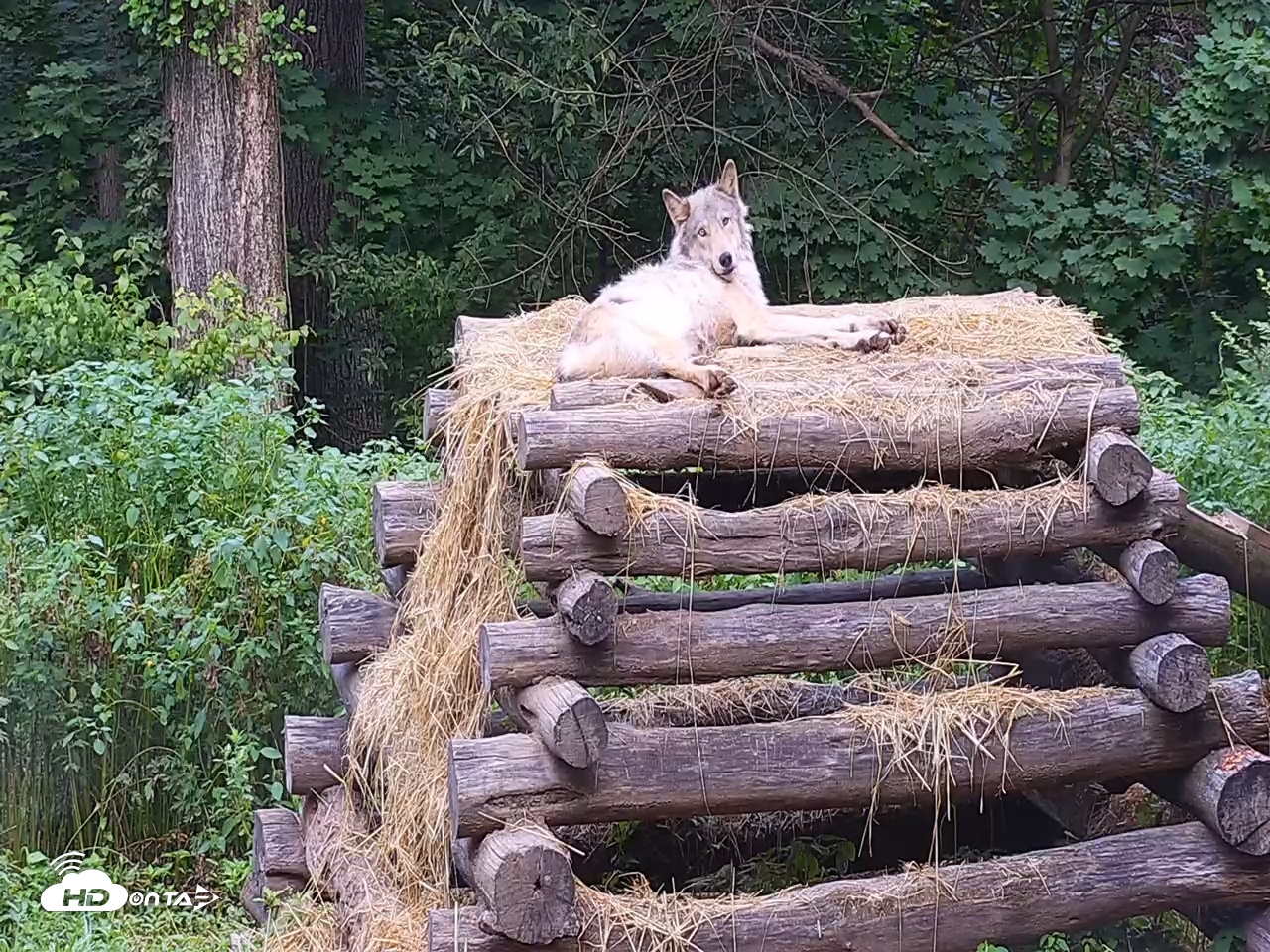 Snapshot of Wolf Center - Ambassador Wolves taken Jul 26, 2025, 6:44am EDT
