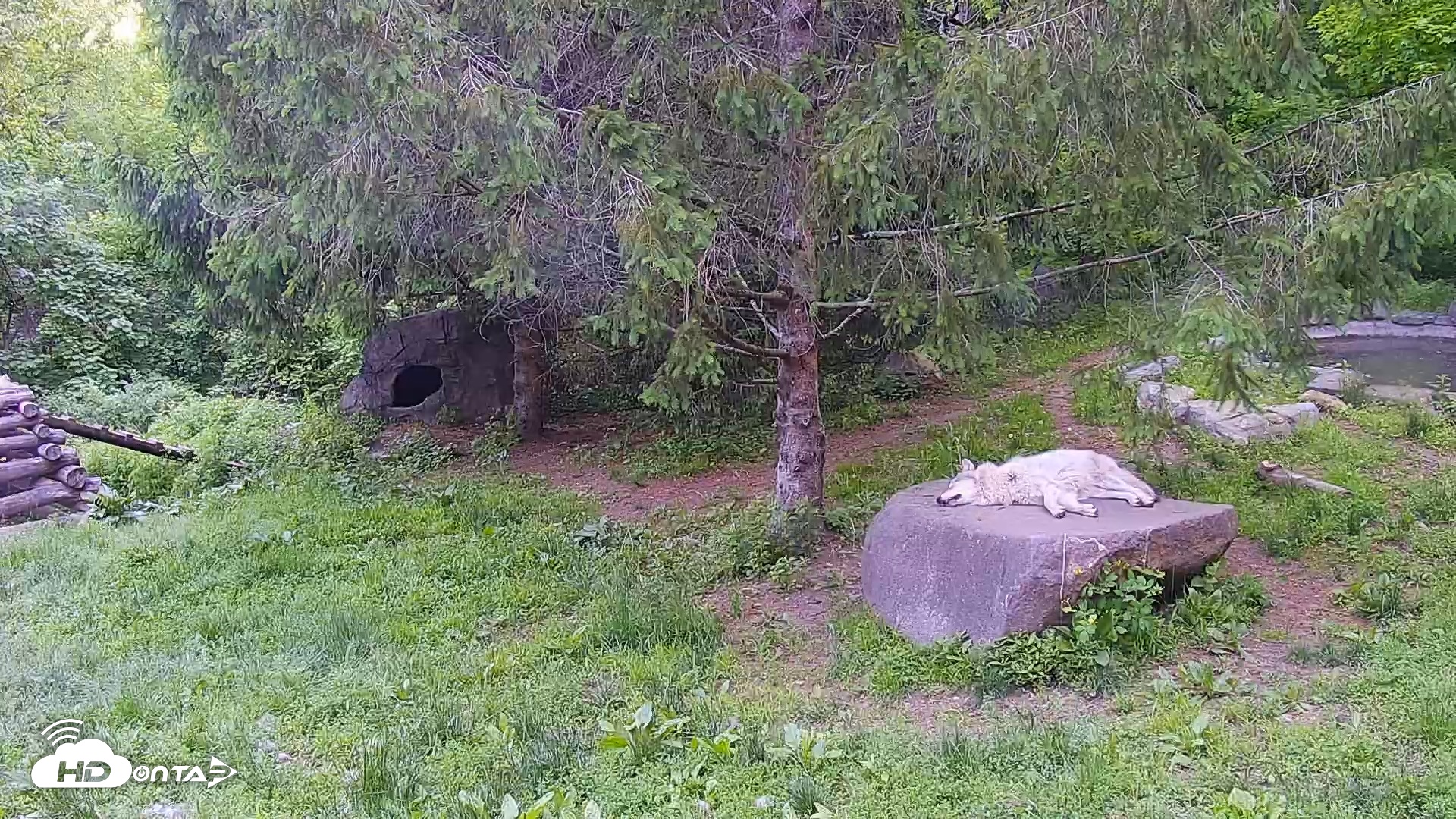 Snapshot of Wolf Center - Ambassador Wolves taken May 20, 2025, 6:56am EDT